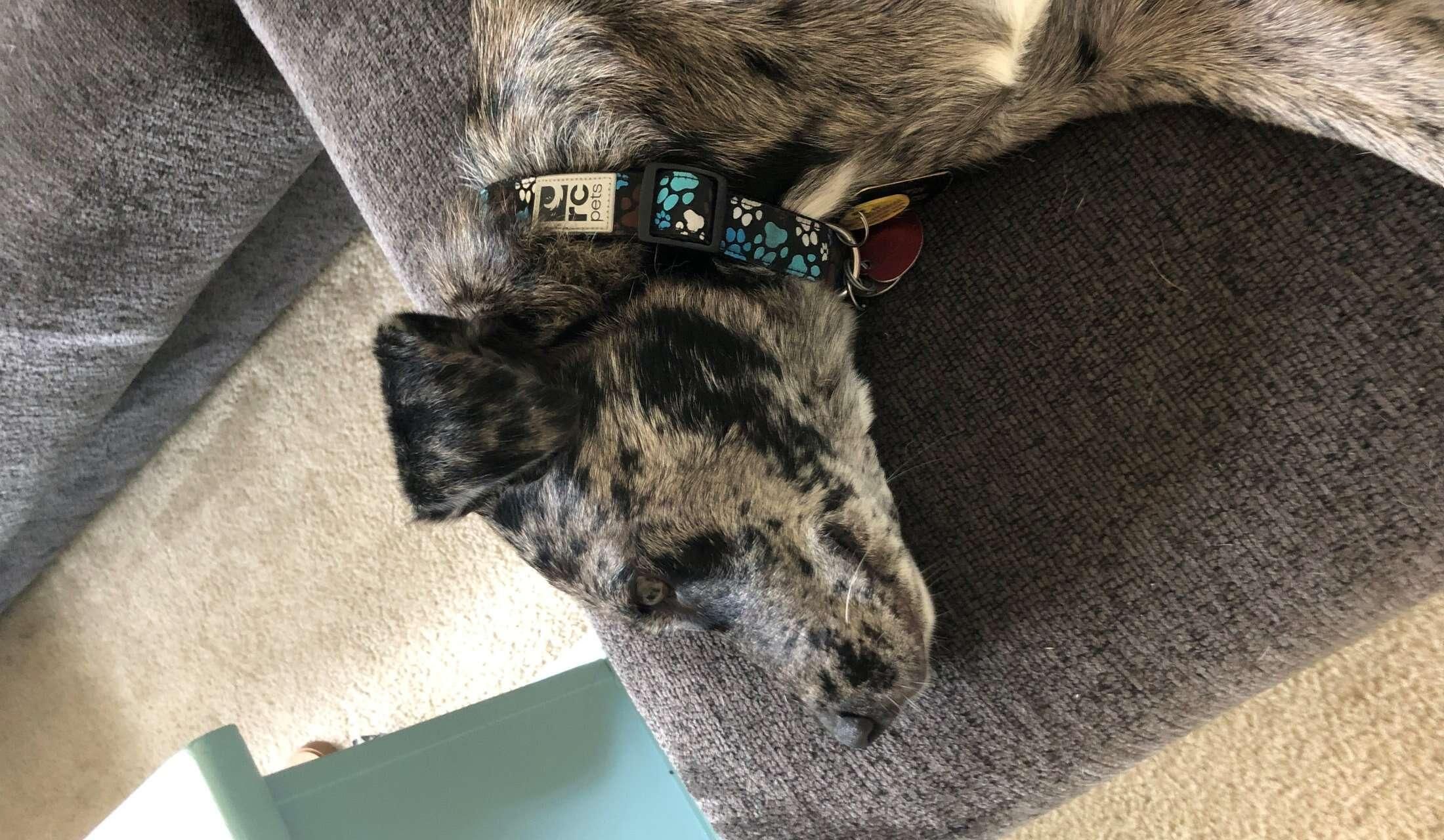 In Need Of Sitter for 3 Fur Babies Over Thanksgiving in Memphis!