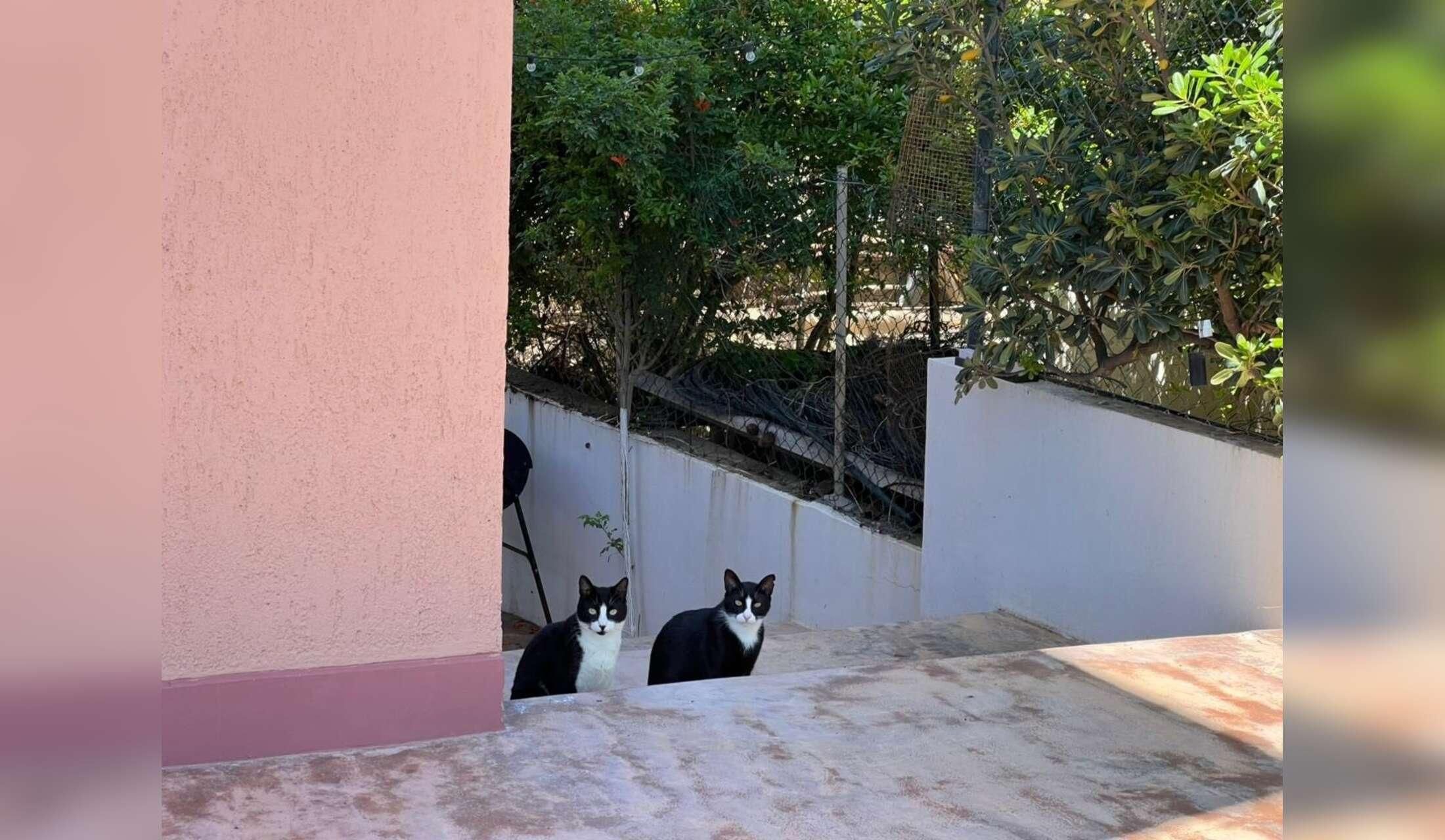 House sitter and cat sitter required - Image 9