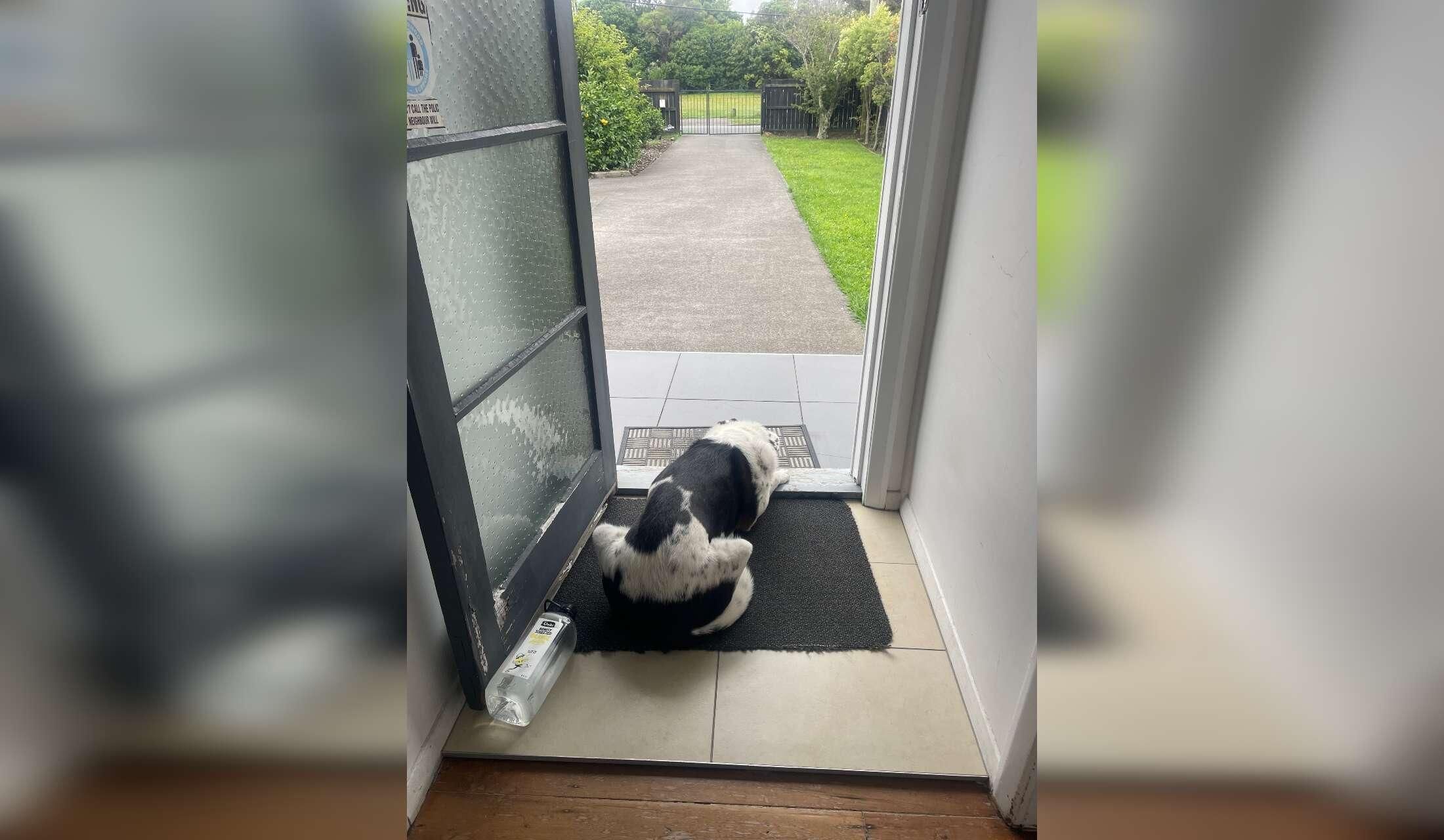 Sunny cottage and garden with big doggo love - Image 3