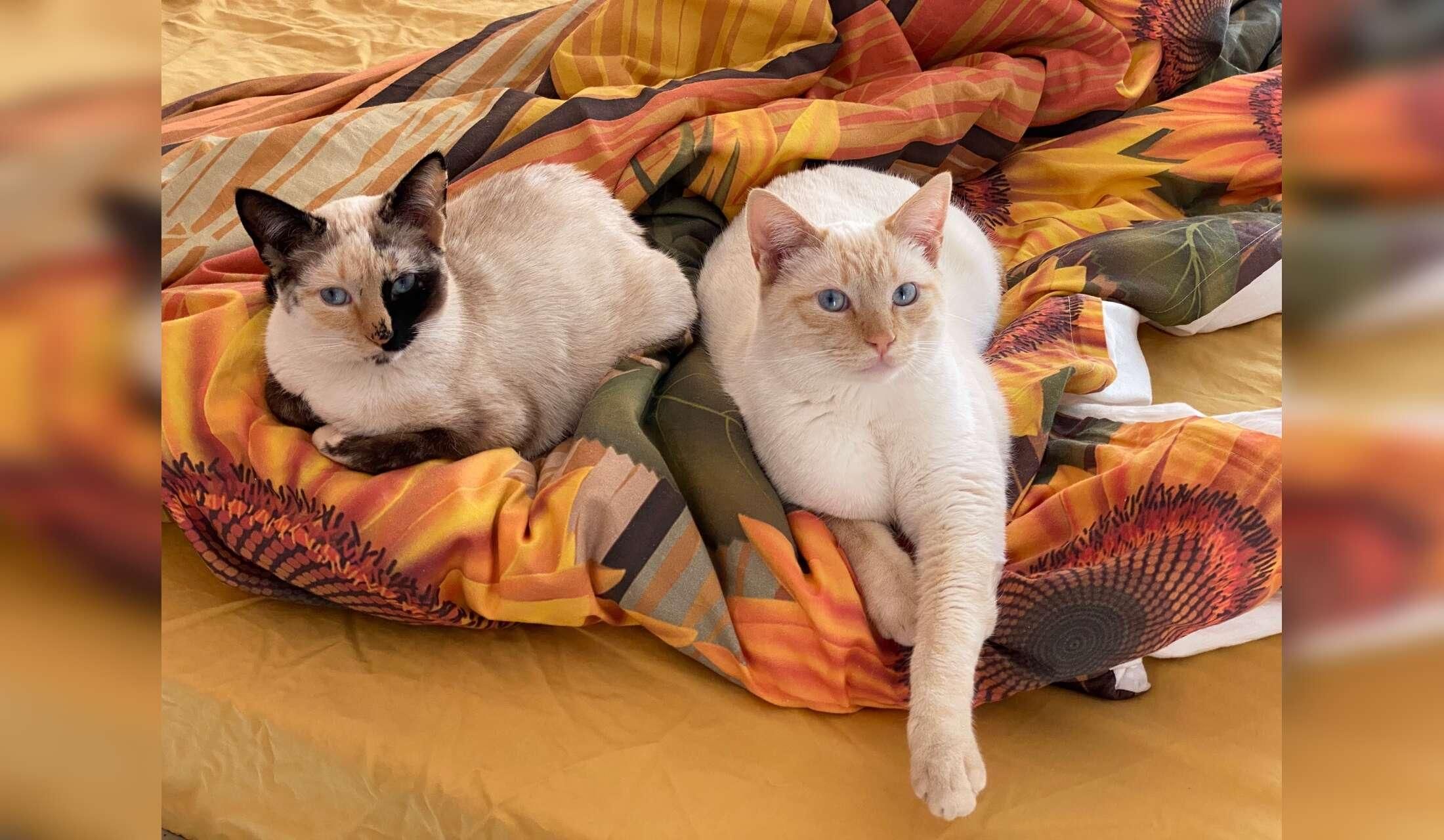House- & Pet-Sitter Wanted on a Permaculture Finca in Vilaflor, Tenerife - Image 3