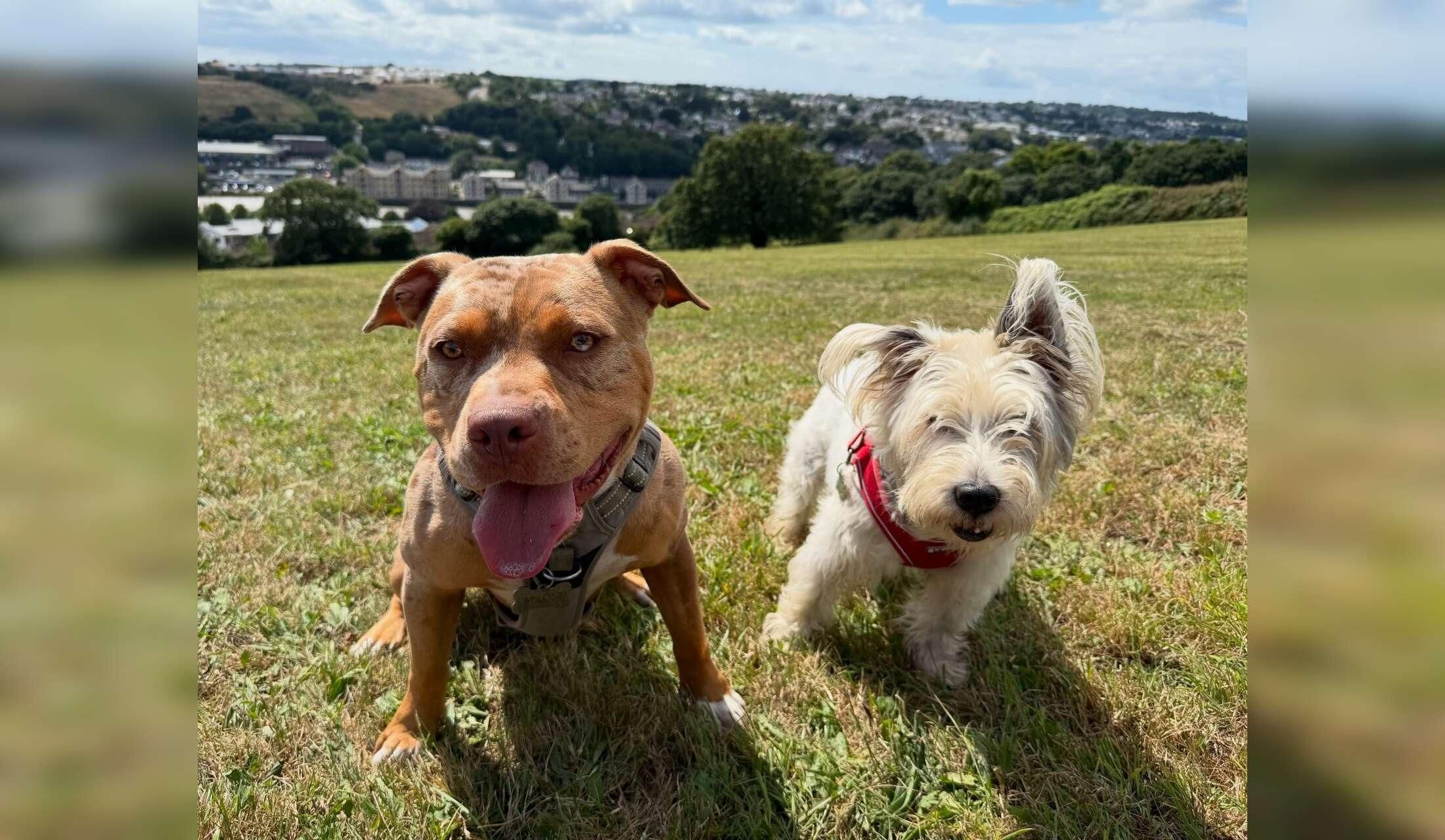 Two sweet dogs & a house  in Cornwall - DECEMBER 2026! :-)