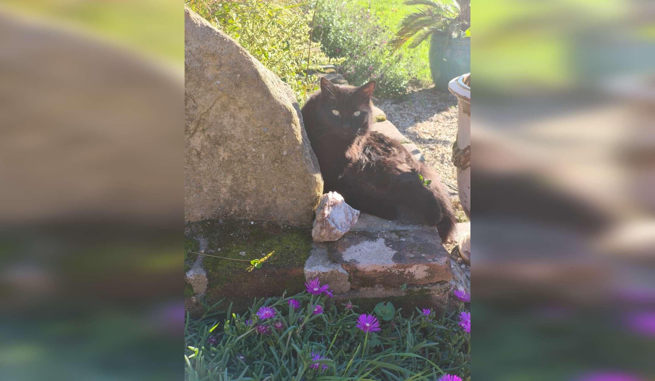 South West France expirienced animal and garden lovers - Image 10