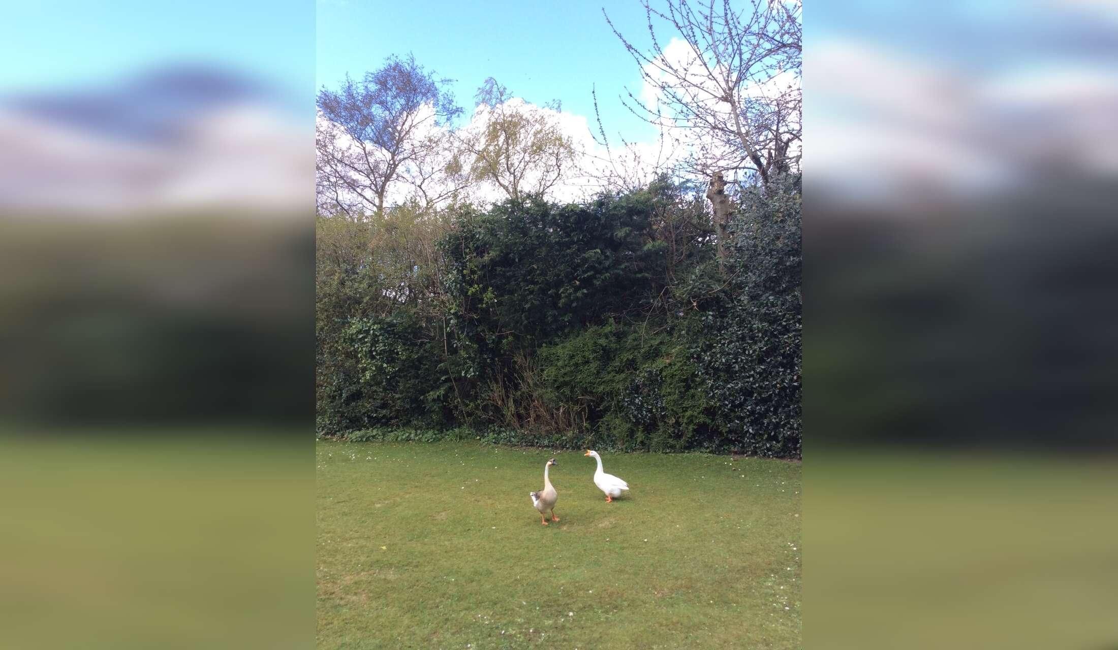Holiday care for our house & 2 Chinese geese - Image 2