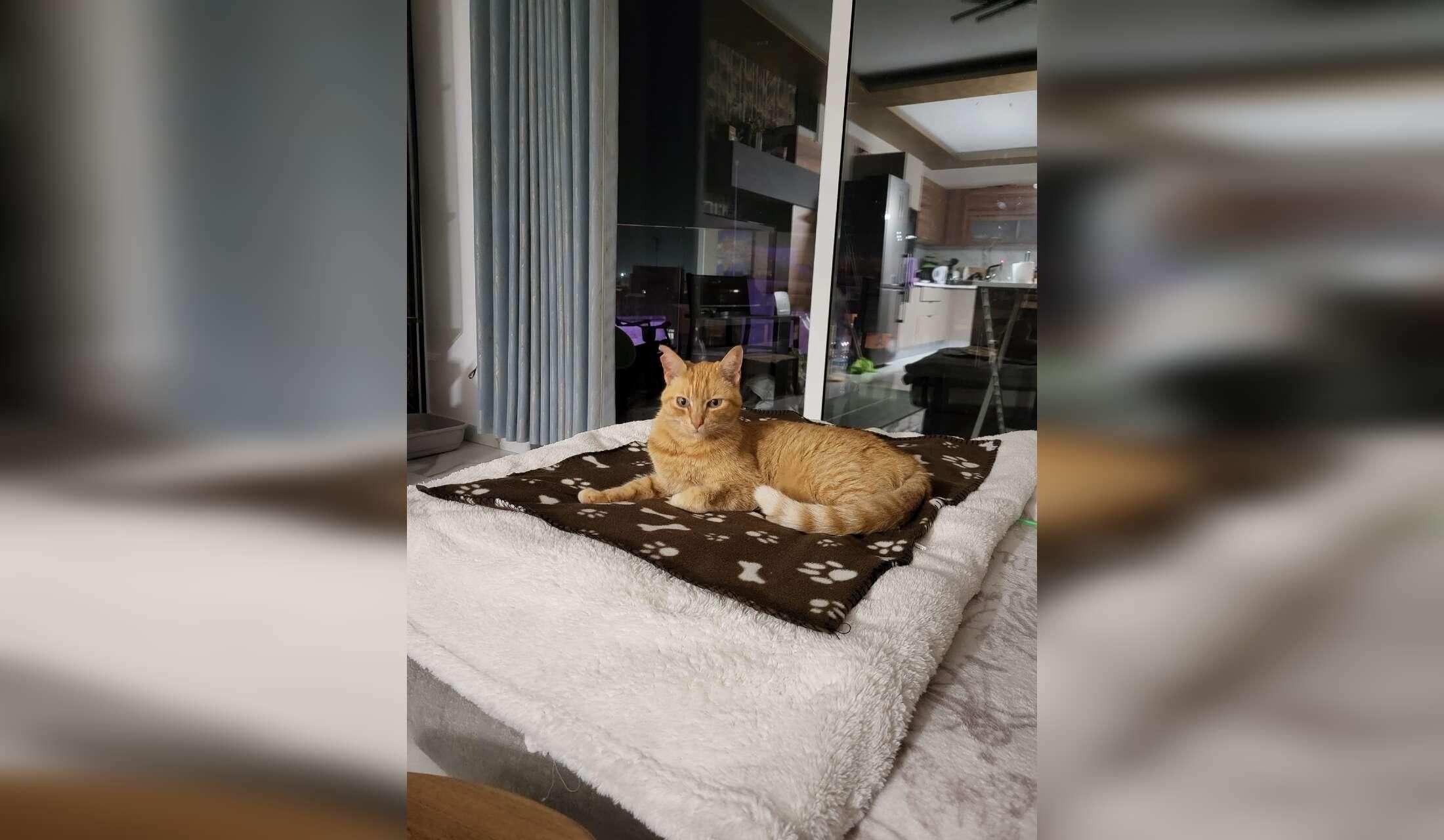 Malta Vegan Home: Private Ensuite Room, Plant-Based Cat Care - Image 9