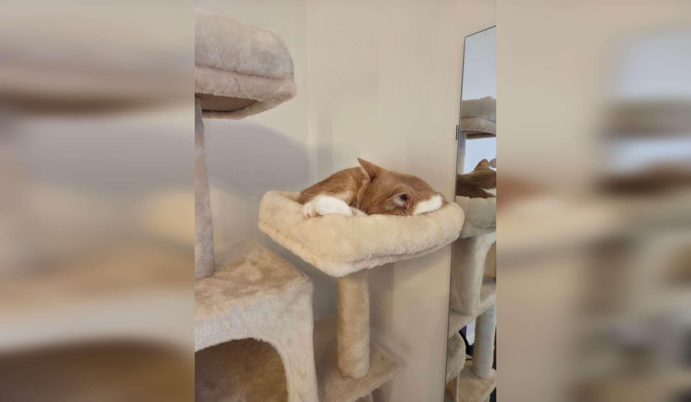 Cat loving sitter needed in Halmstad, Sweden - Image 7