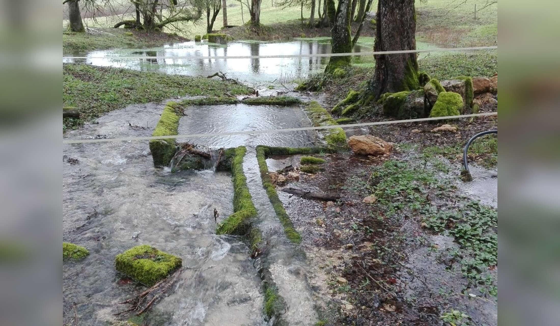 Unique nature experience - Remote farm in Burgundian forest - Image 6