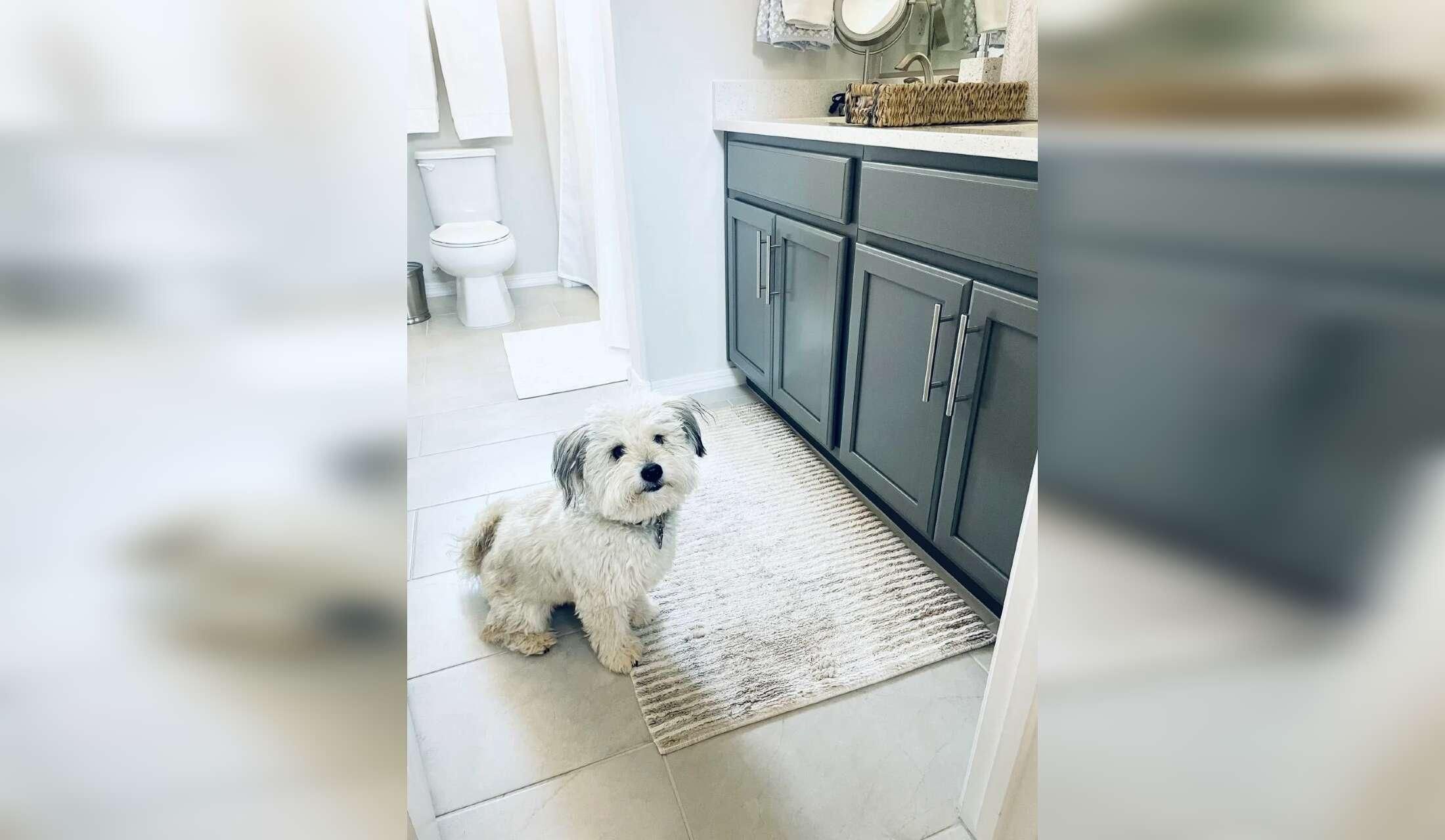 Come stay with Nacho and Blue in our desert home! - Image 5