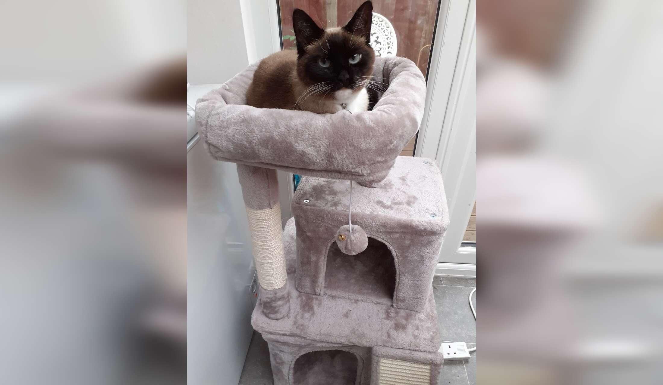 Sitter needed  for looking after 1 soppy cat, April 10-17,in the seaside town of Weymouth - Image 3
