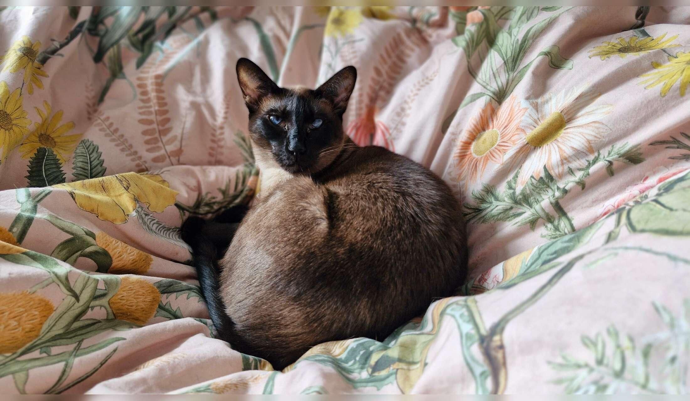 Experienced cat sitter requred - Image 5
