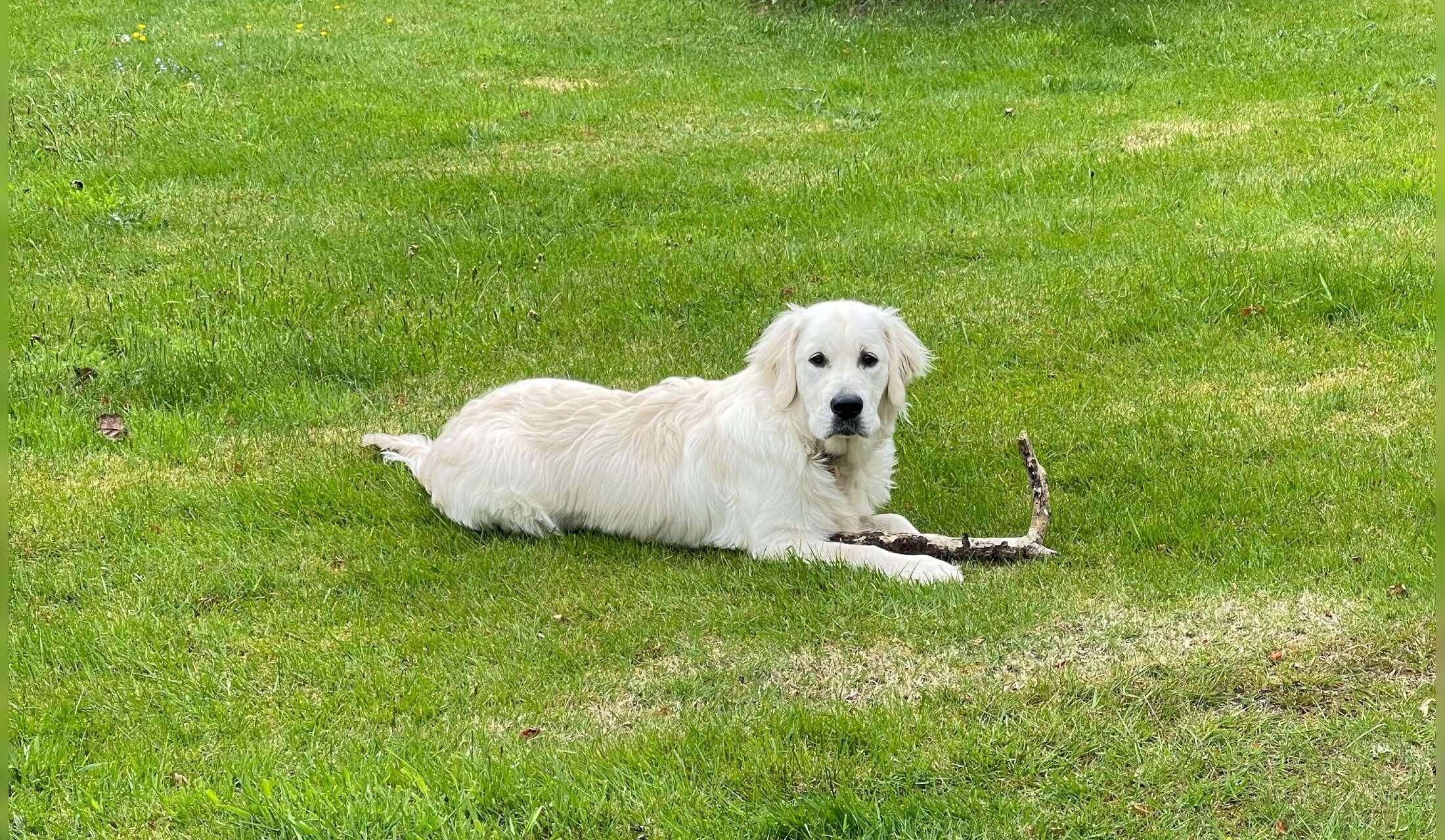 Looking for a housesitter - Image 8