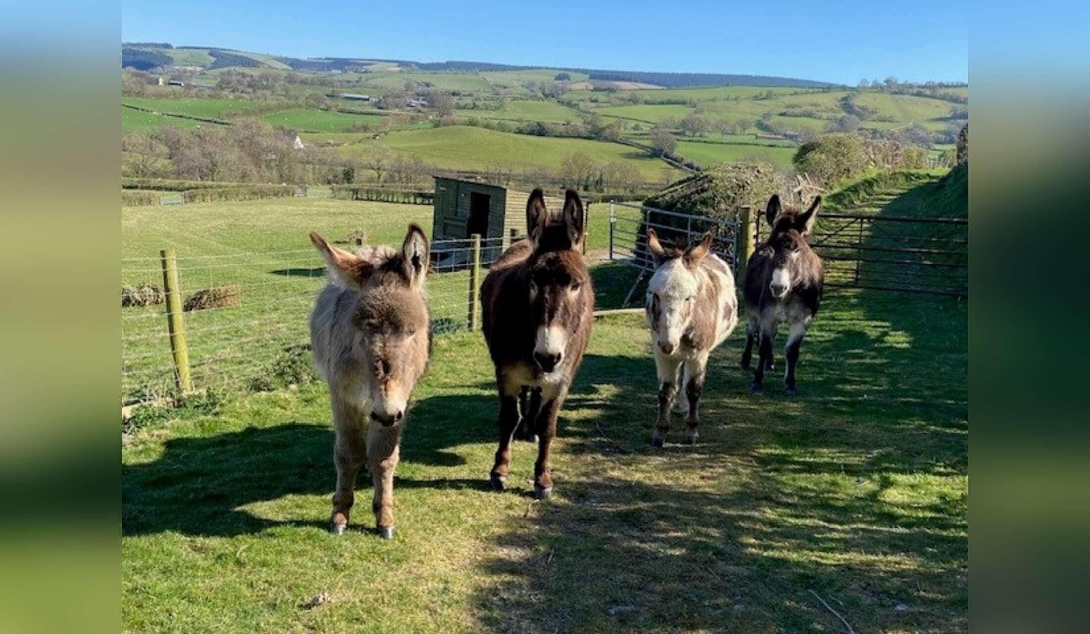 Mid Wales Farm - Donkeys & dogs (sheep- light touch) - Image 2