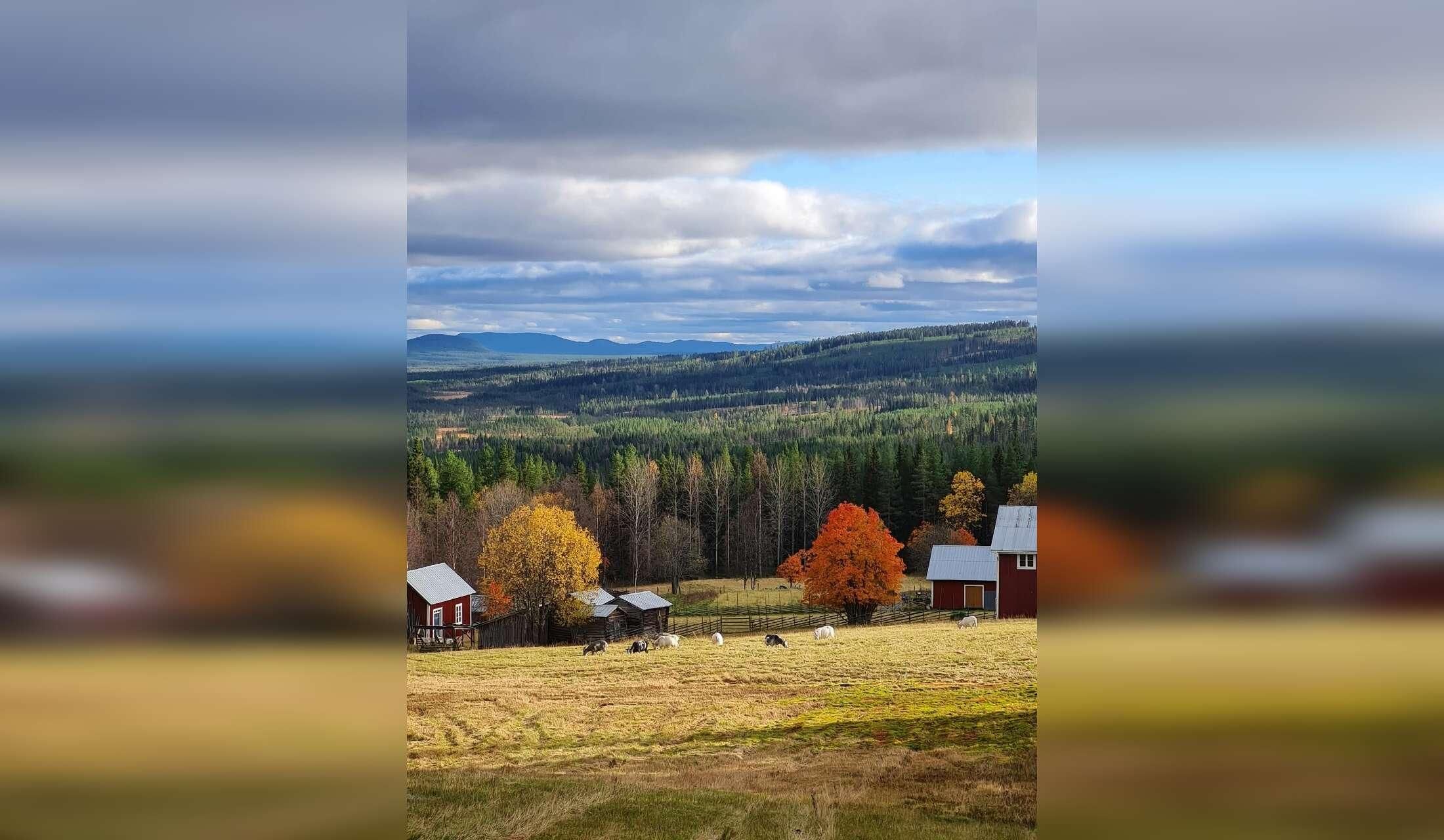 Small farm in Northern Sweden - Image 4