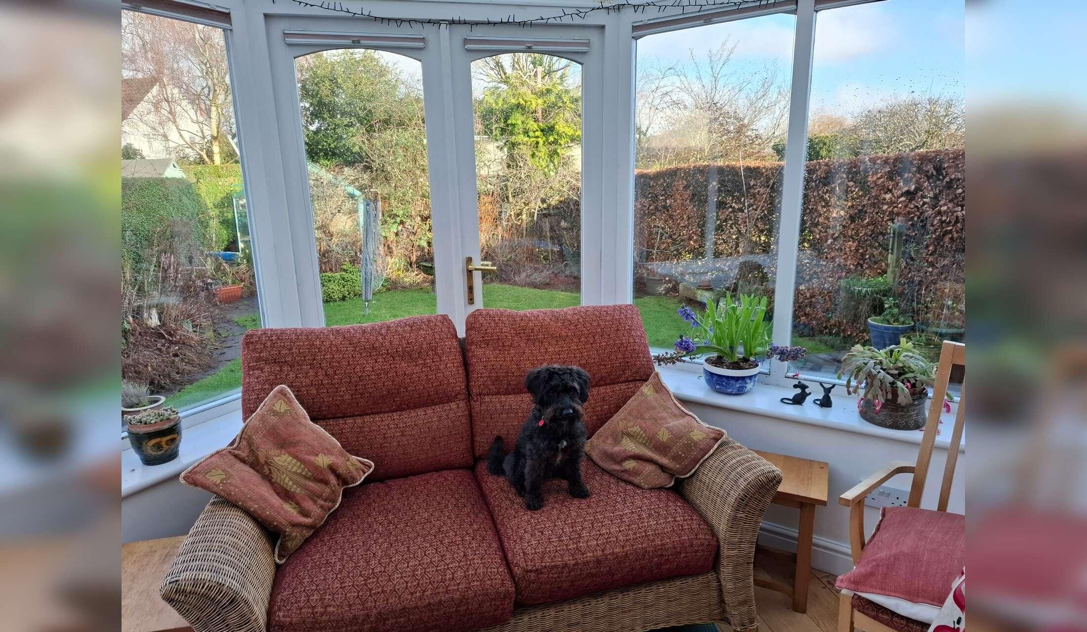 Cat and dog care in Yorkshire village near to open moors - Image 6