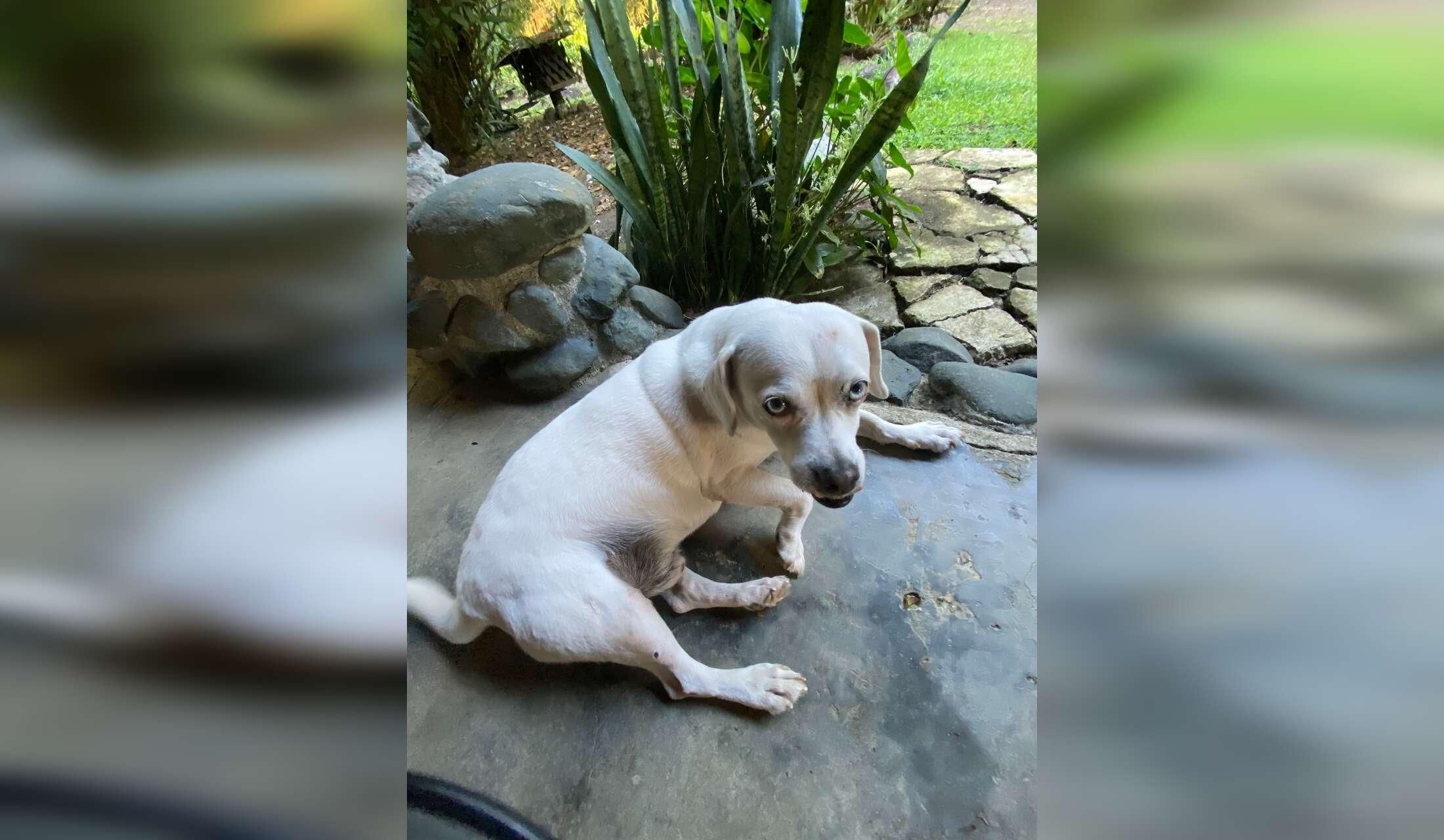 Looking for pet / house sitter for April 2027 in Costa Rica - Image 4
