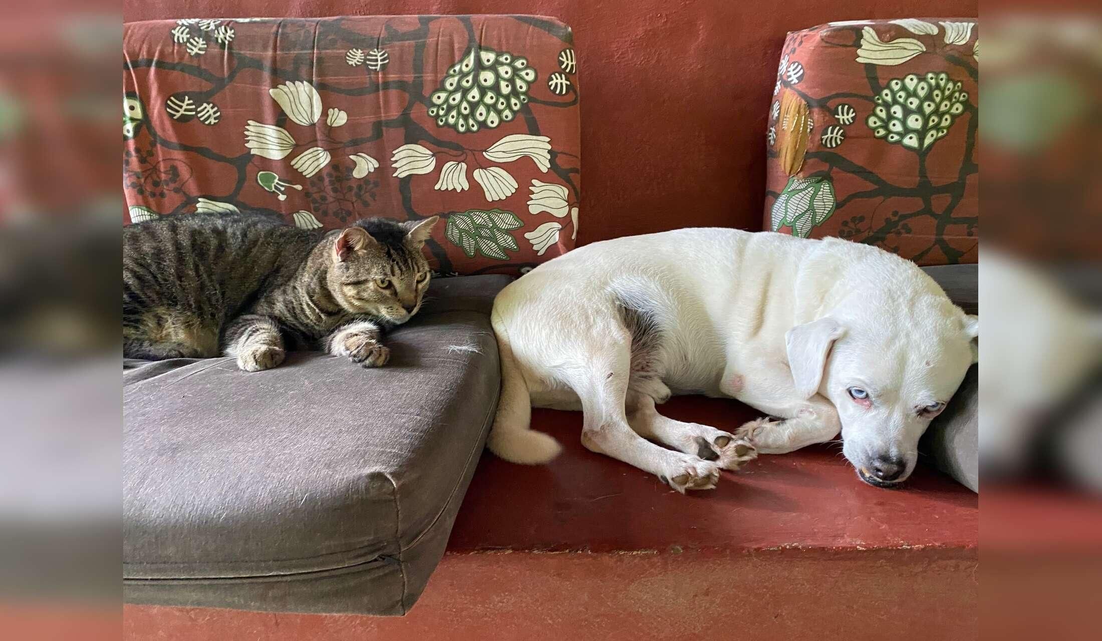 Looking for pet / house sitter for April 2027 in Costa Rica - Image 5