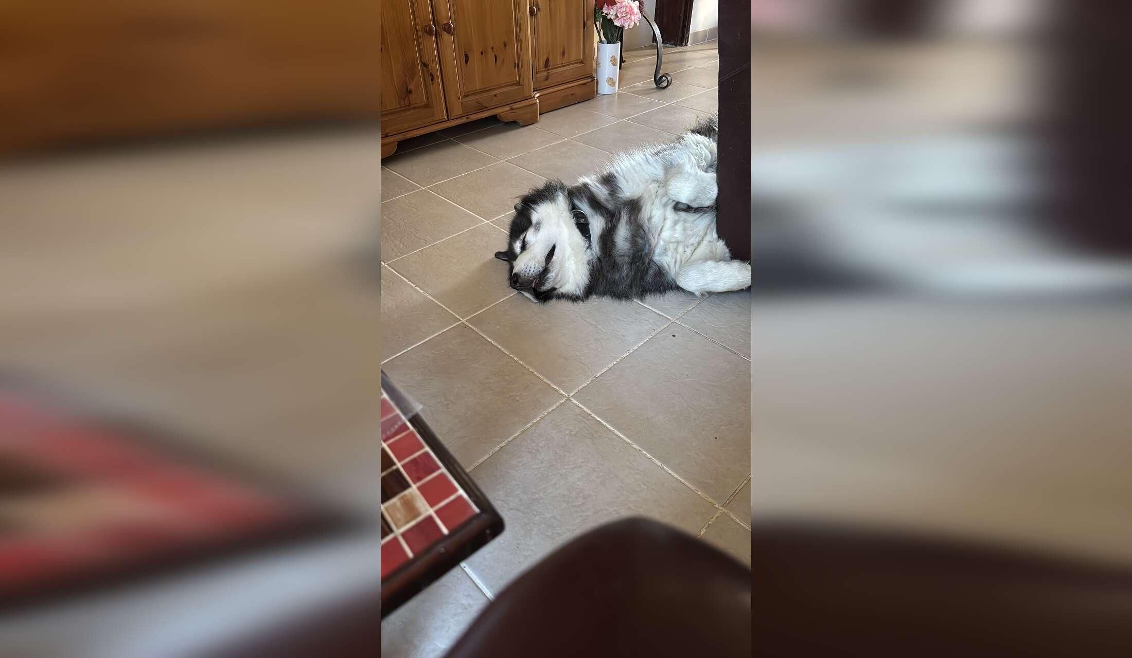 Our adorable husky Oreo - Image 2