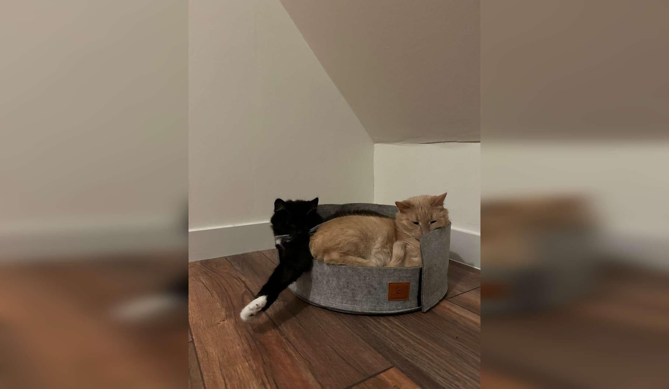 Taking care of 2 cute cats and our house for 2,5 months - Image 9