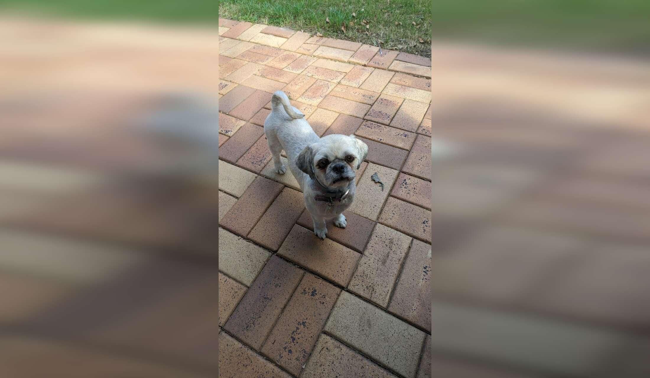 House sitters for Northern Brisbane required - Image 2