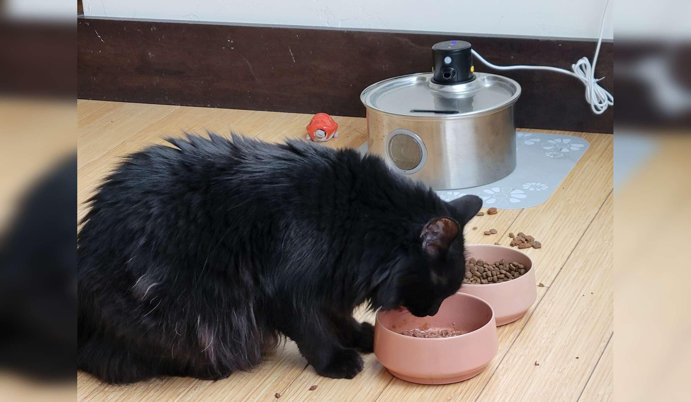 Cat Sitter needed in a beautiful, small mountain town in Colorado - Image 5
