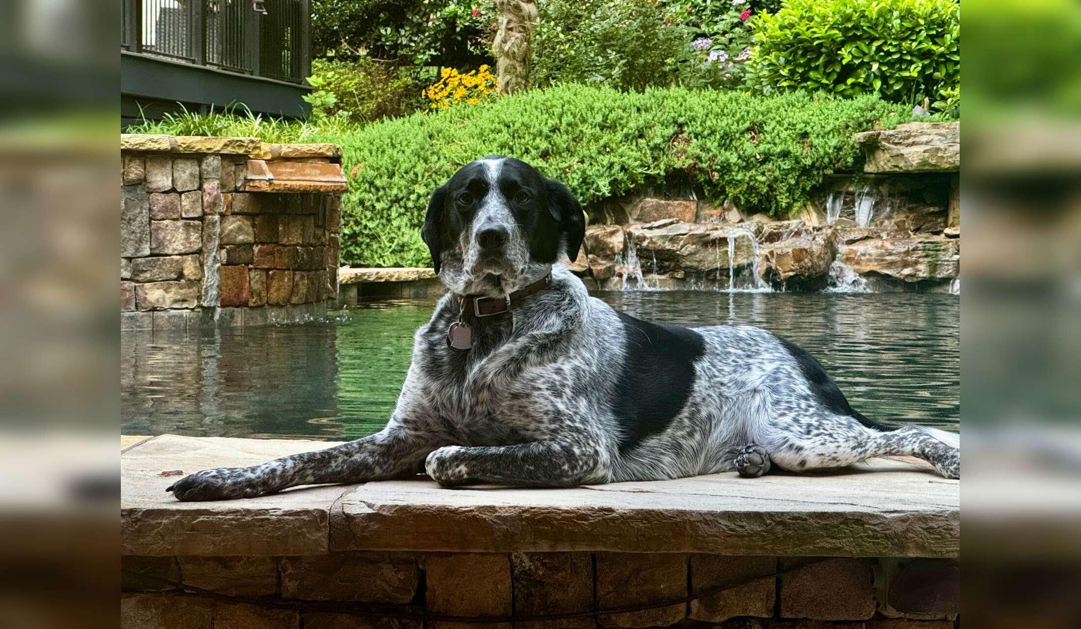Beautiful Milton GA home with a friendly, well trained, German Shorthaired Pointer. Spacious, quiet setting. Perfect for a sitter who enjoys peaceful surroundings and caring for a loving dog who loves walks in nature