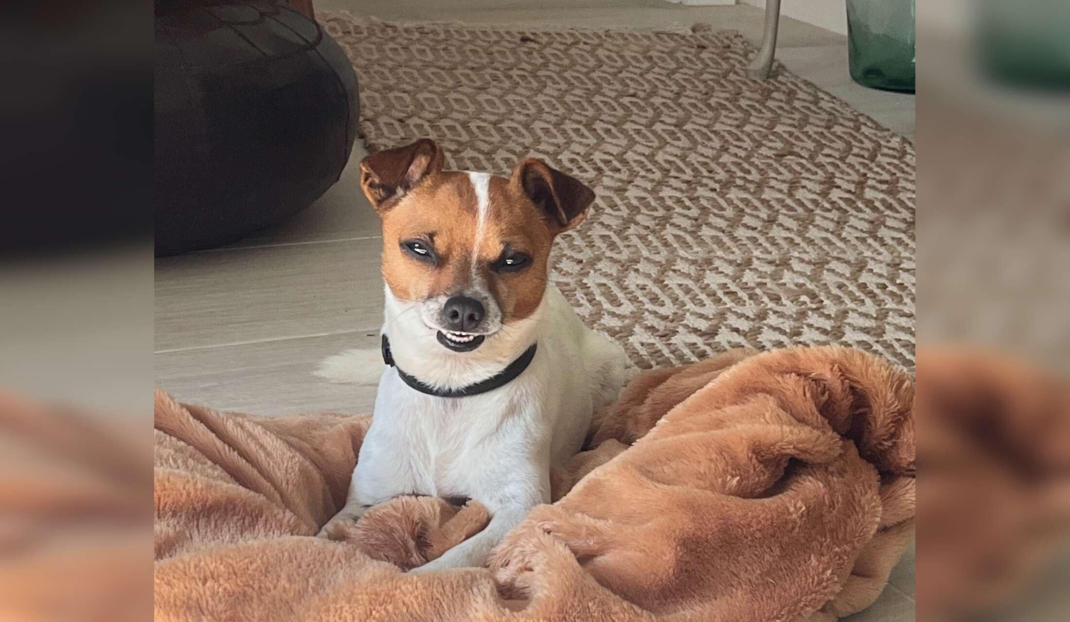 Cute apartment with dog and cat near the beach
