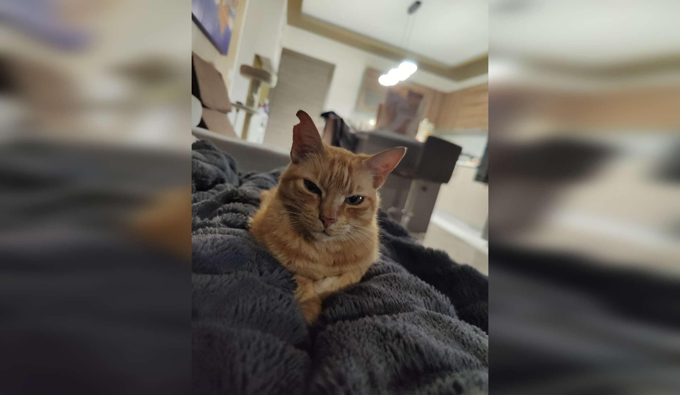 Malta Vegan Home: Private Ensuite Room, Plant-Based Cat Care - Image 8