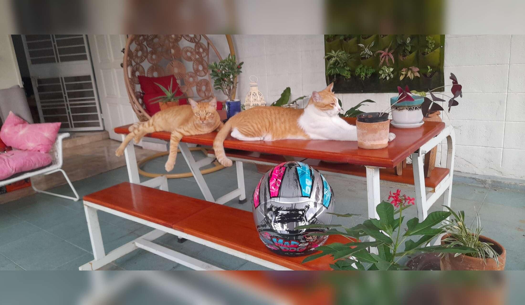 Fancy Xmas in Bangkok? Cats, fish, plants and house sitter wanted Sukhumvit 101, Bangkok - Image 2