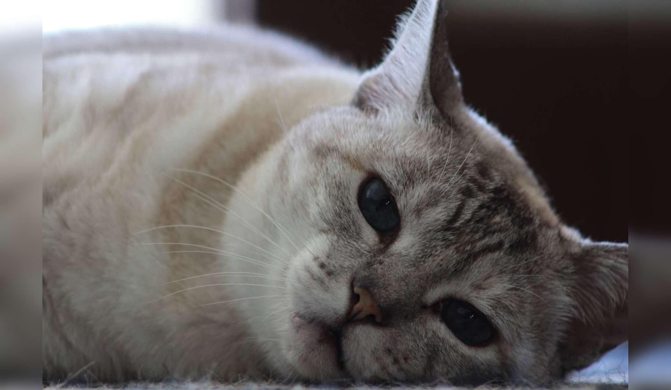 Devoted cat family sitter. Your kitty's best friend while you're away - Image 9