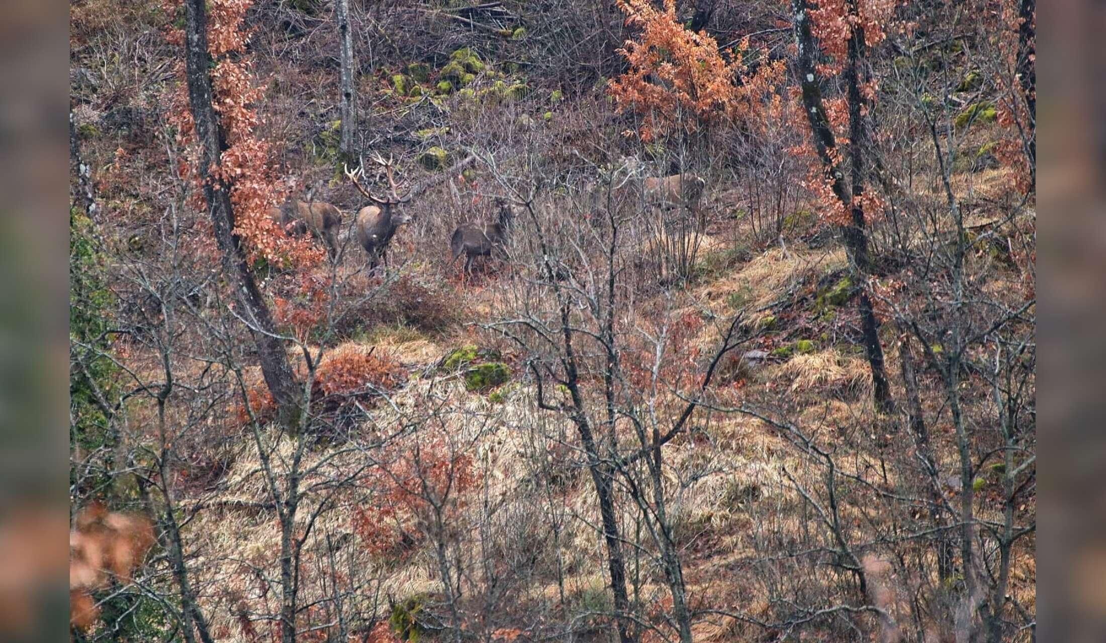 Cercasi custodi per casa nel bosco sul fiume al confine tra Emilia Romagna e Toscana - Image 6