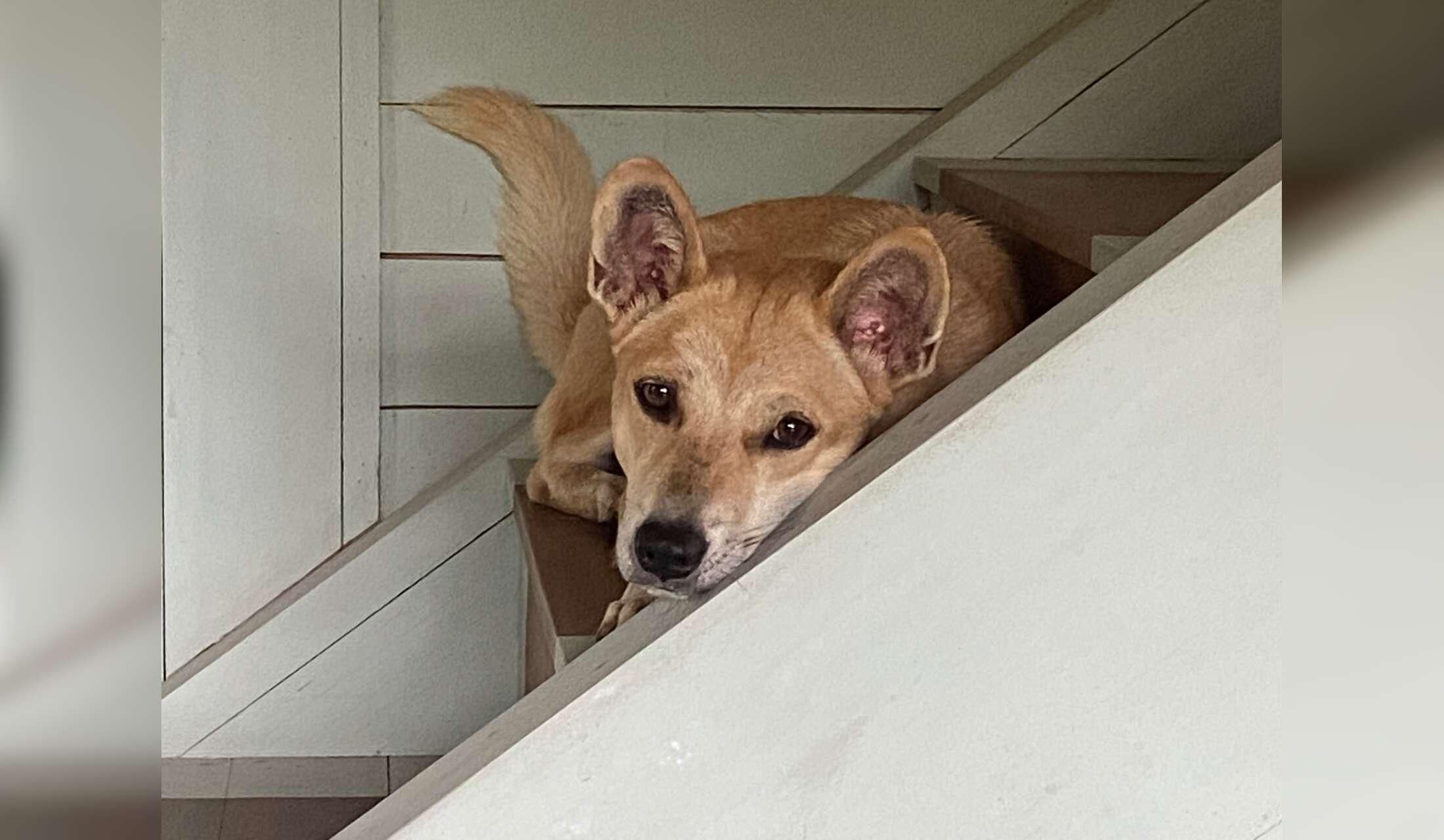 I’m looking for a kind, trustworthy, and responsible person to lovingly take care of my three dogs in Bali while I’m away - Image 3