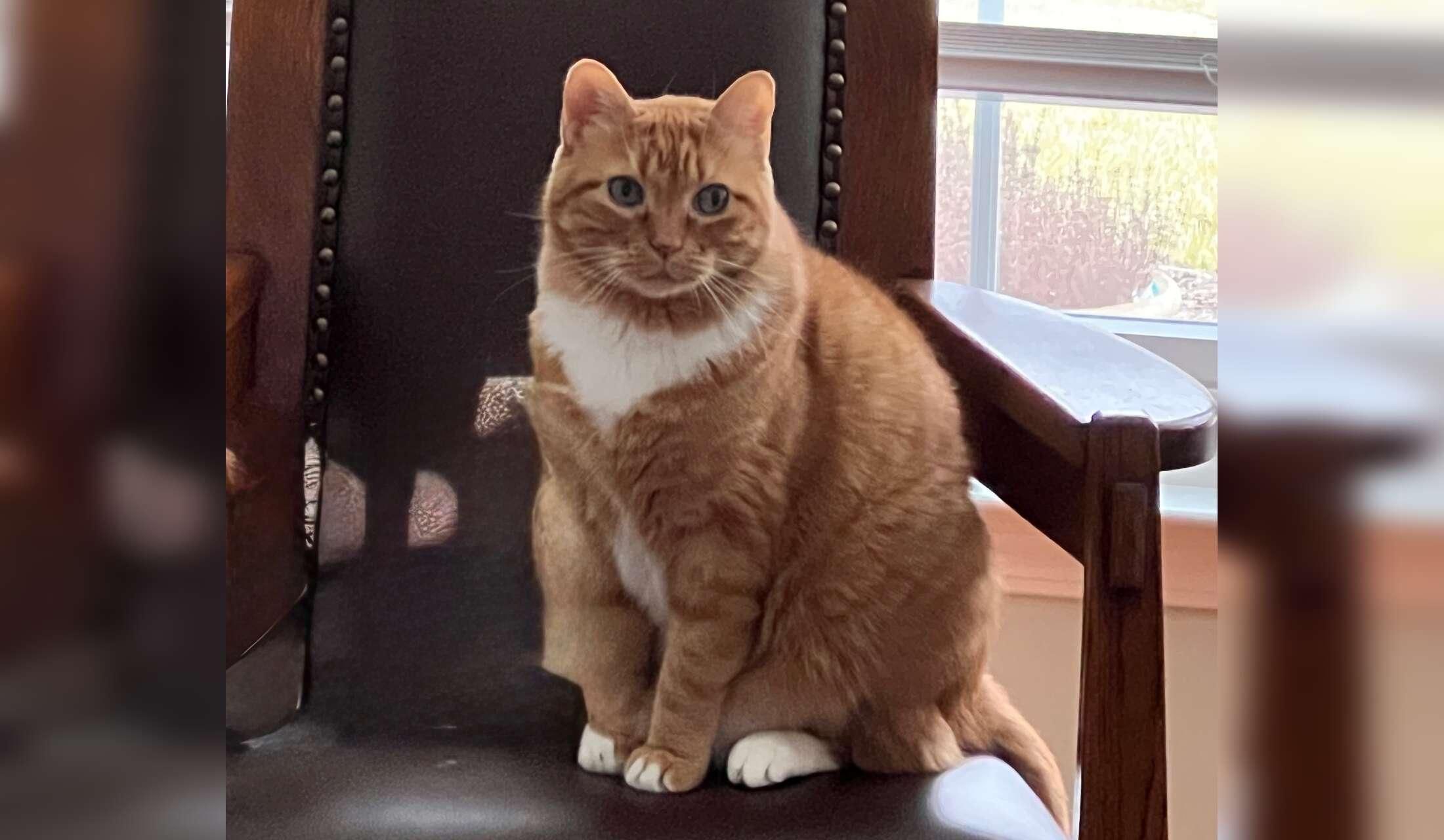 Cat sitter needed October 13-22  close to Princeton NJ - Image 2