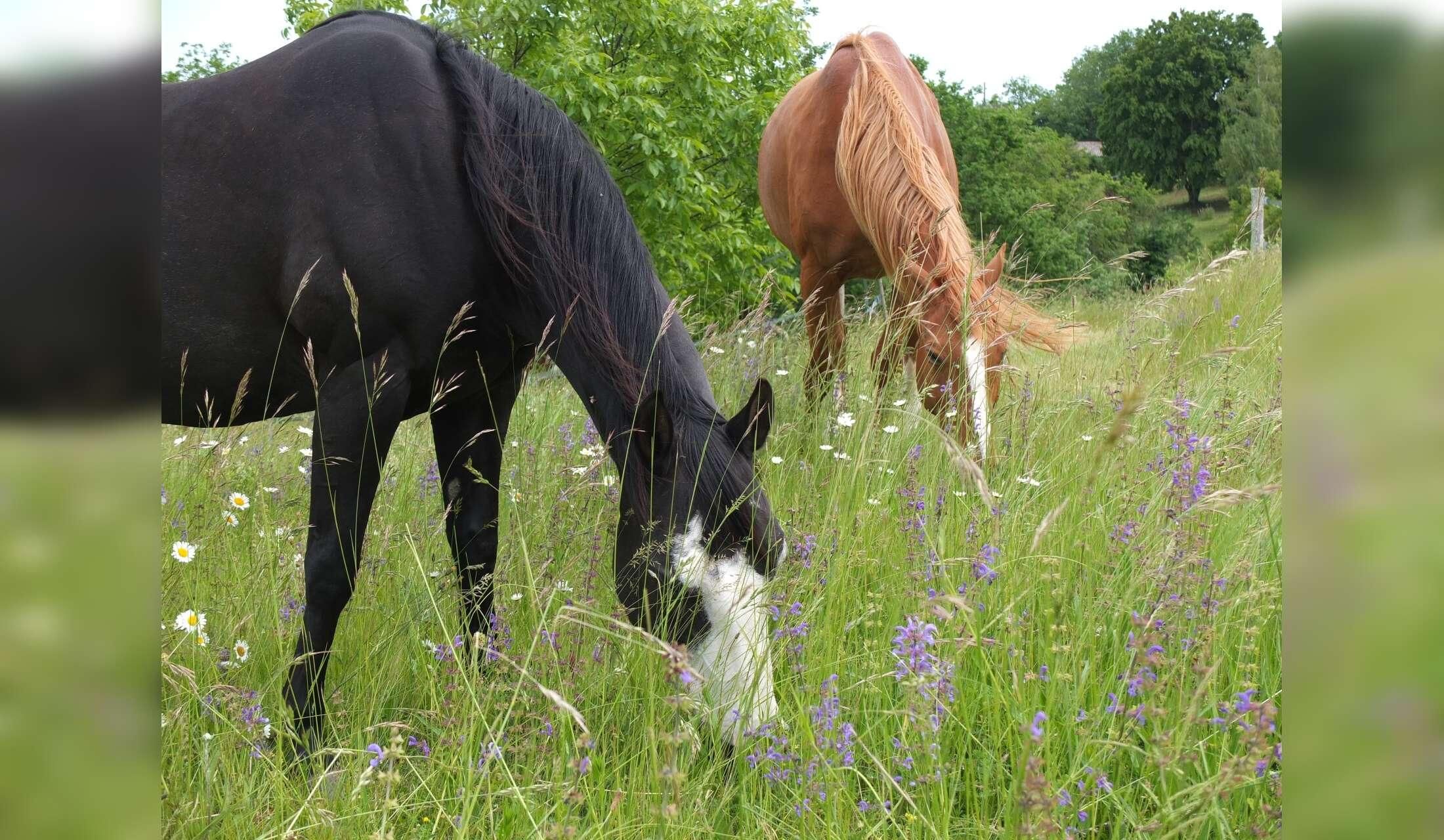 For 1 or 2 people who love horses and dogs and speak French (at least one of you) - Image 6