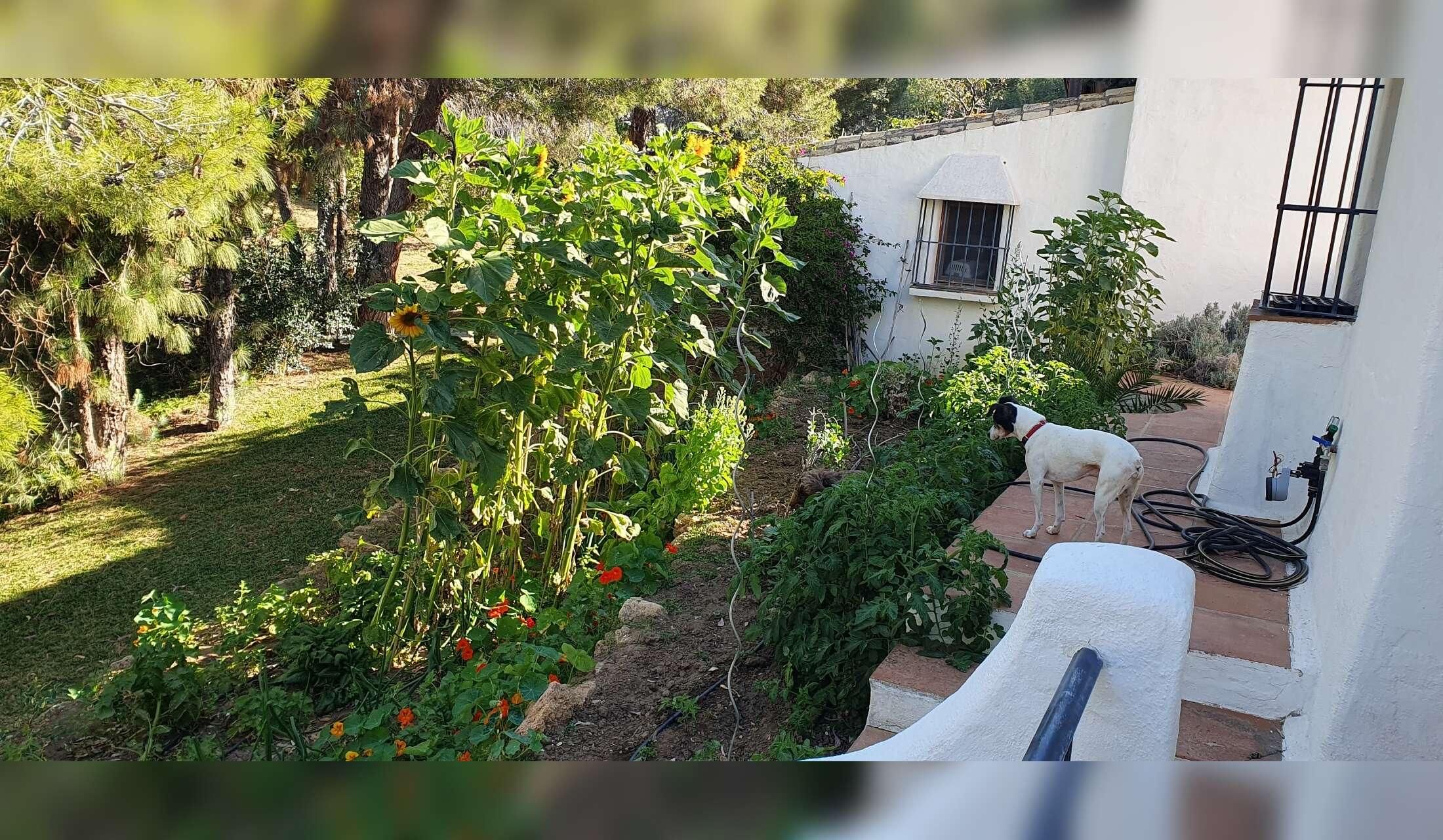 Finca in Andalucia offering pet sitting holidays - Image 6