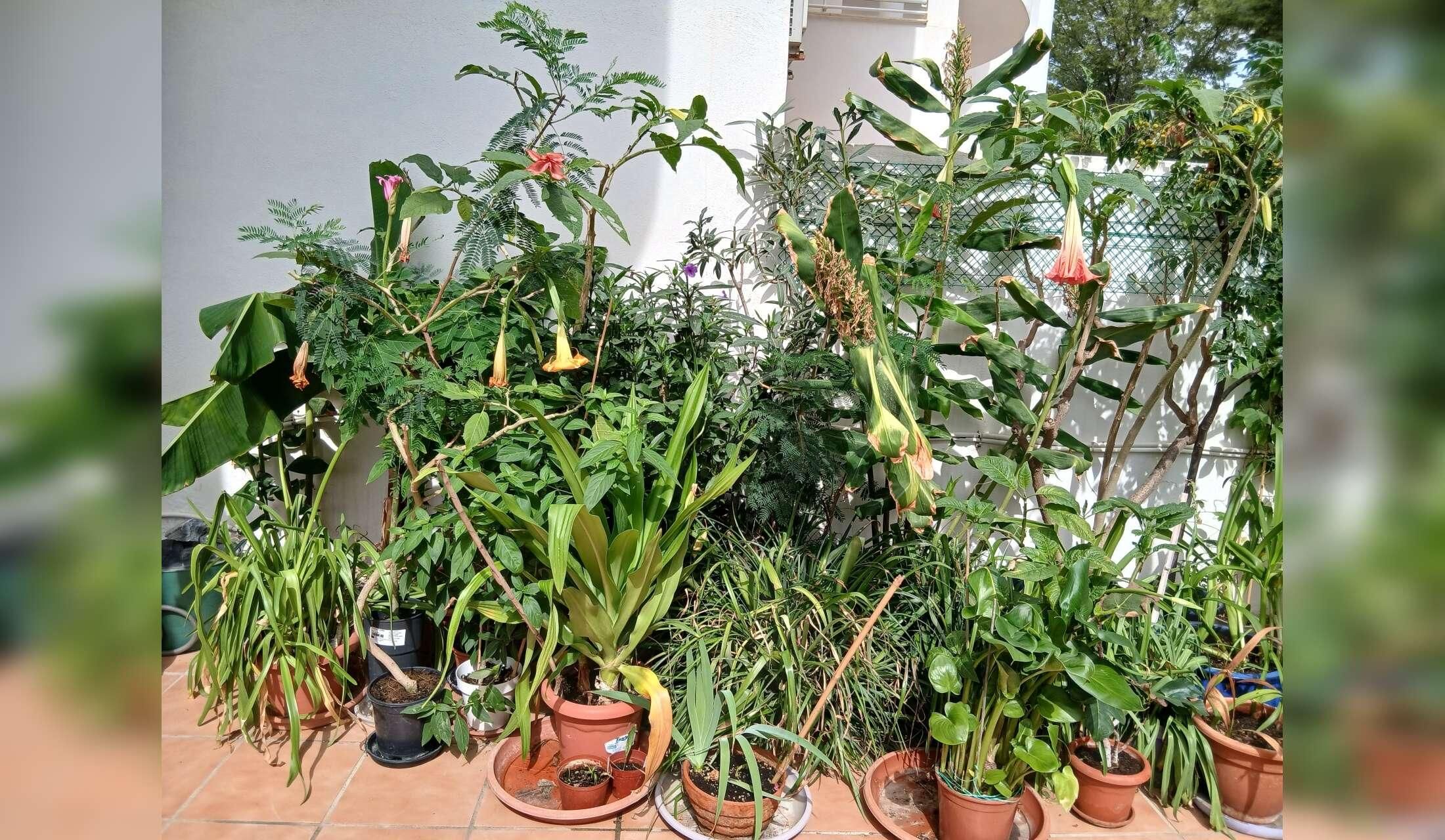 Plant Lover needed to house-sit our home in Costa Tropical, Andalucia - Image 4