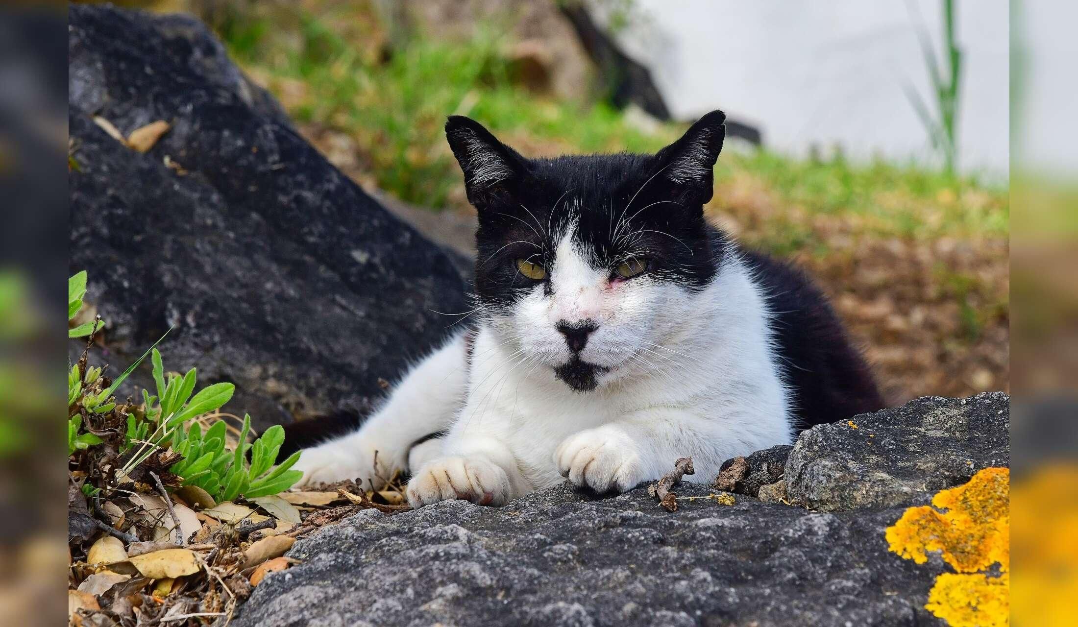 Dog & three cats – rural house sit near Tarifa, long stay for nature lovers - Image 10