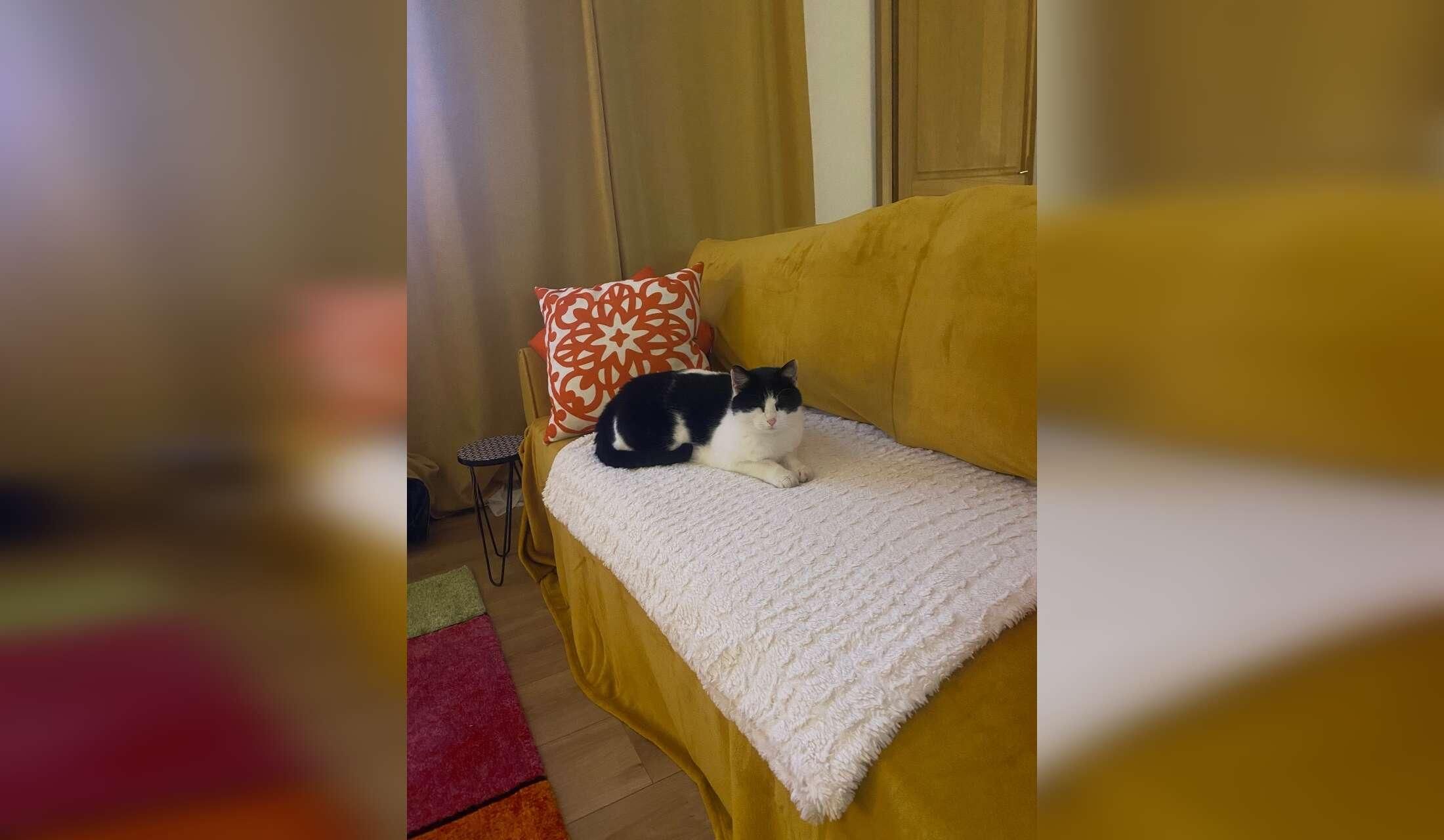 Cat lover needed in the beautiful Charente with lovely views!, - Image 6