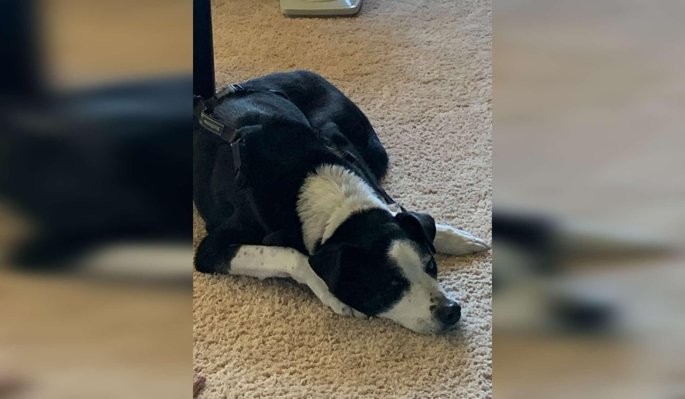 Spend Fall in Beautiful Penticton, BC — Loving Senior Dog Looking for a Companion - Image 4