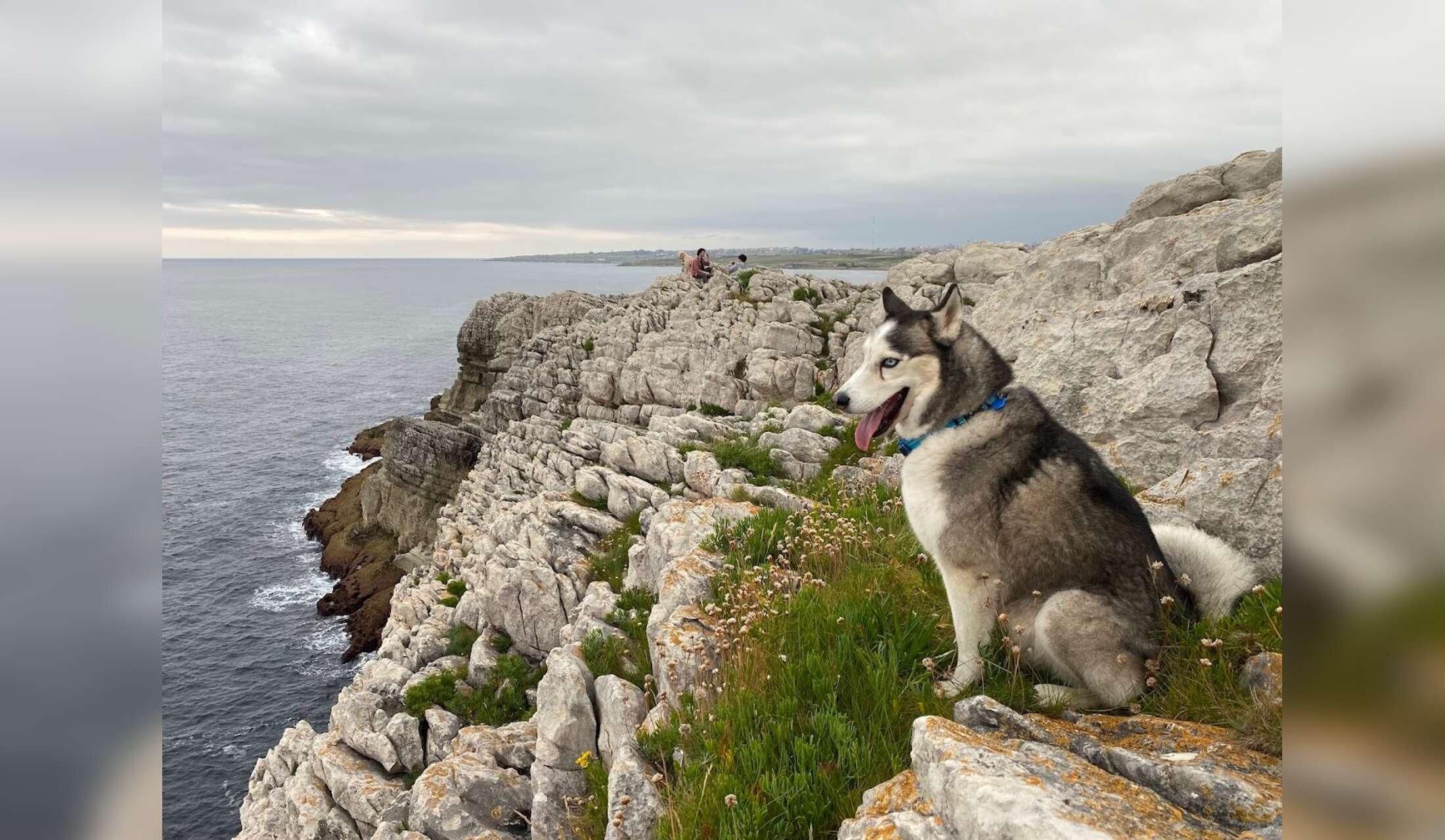 Take care of two quiet dogs, 100m from the beach in the beautiful historic town of Almuñecar, Andalusia, near Granada, Sierra Nevada and Malaga - Image 4