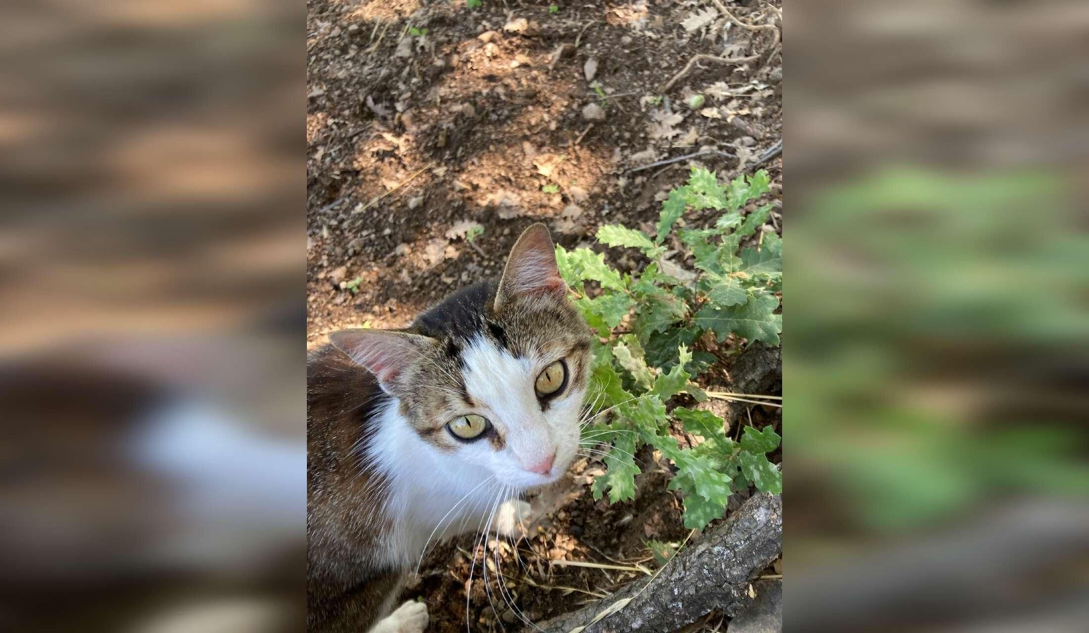 Dog walking and cat sitting in lovely countryside at Castelmola near Taormina (Sicily) - Image 2