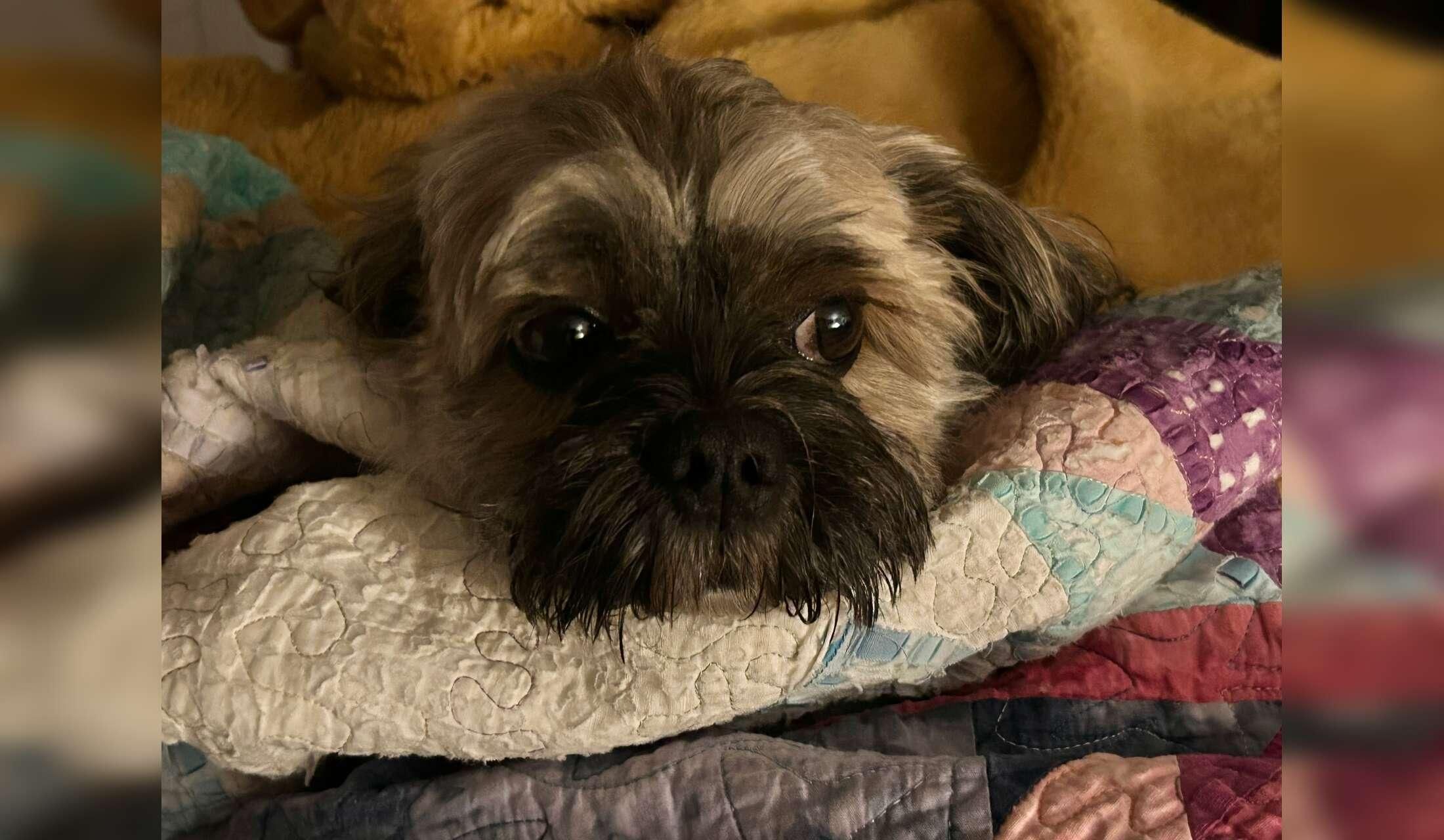 Beautiful Cape Cod and adorable Bichon/Shih Tzu mix