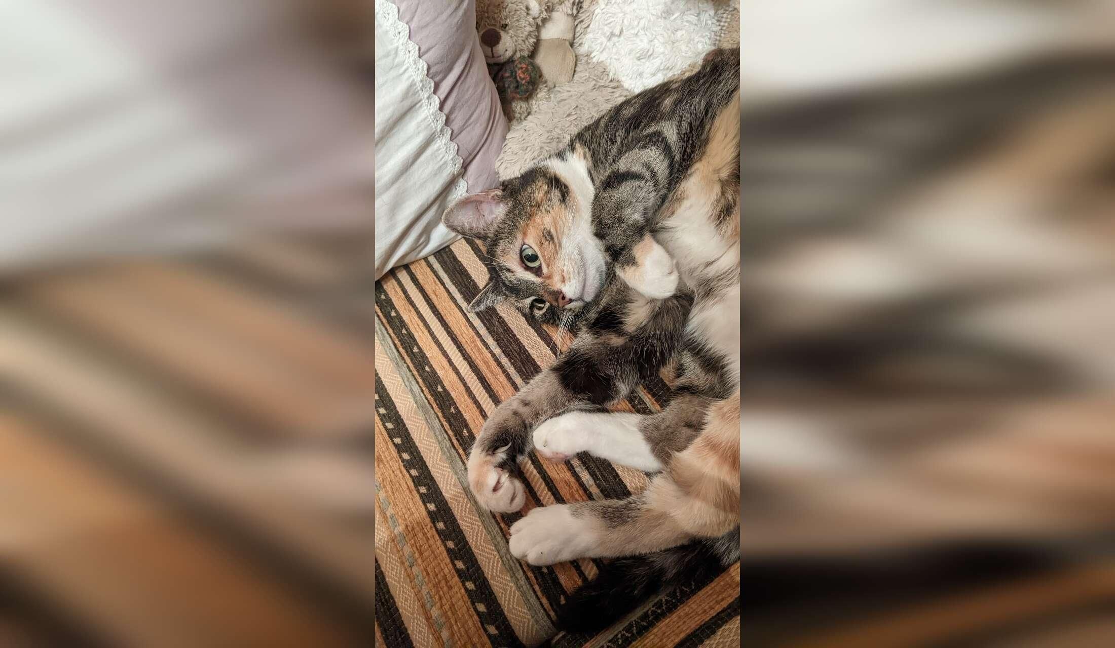 Haus- und Katzensitte 7.9.-5.10.2026 gesucht. Zu betreuen ist eine Katze sowie Garten und Pool. - Image 2