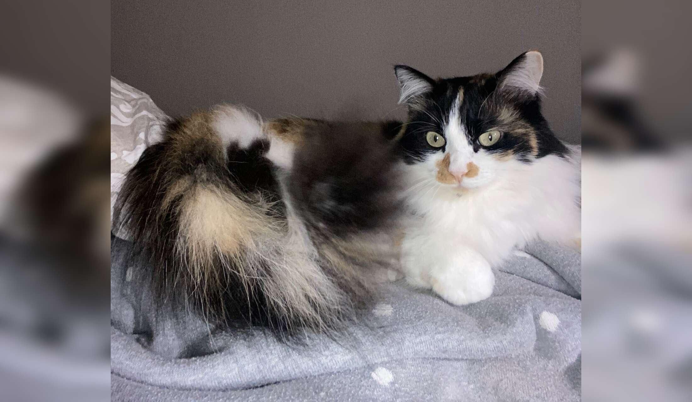 House/Kitty Sitter in Tocco Da Casauria,  Italy - Image 2