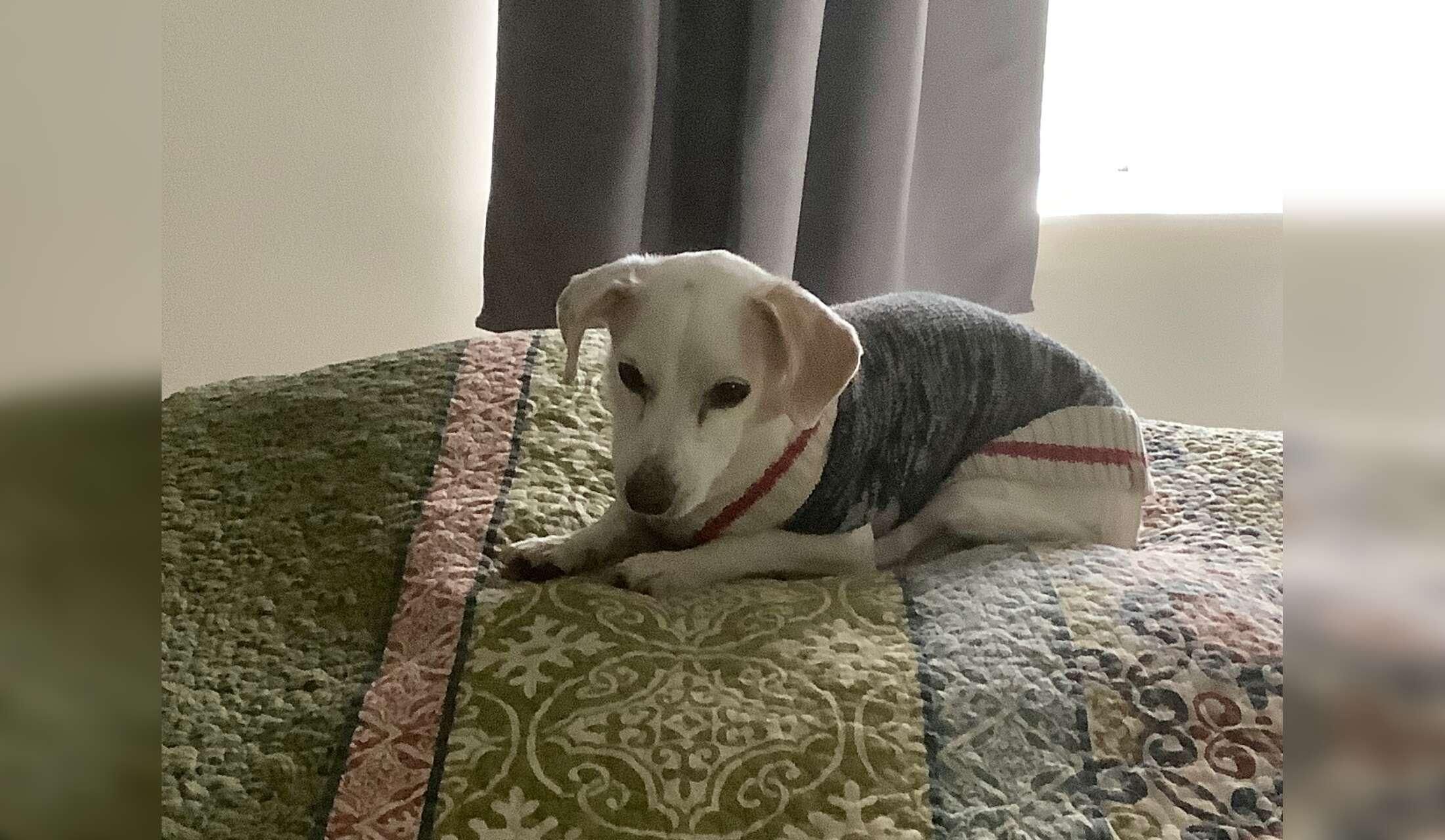 Dog in Puerto Vallarta Needs Your Loving  Care November, 2026