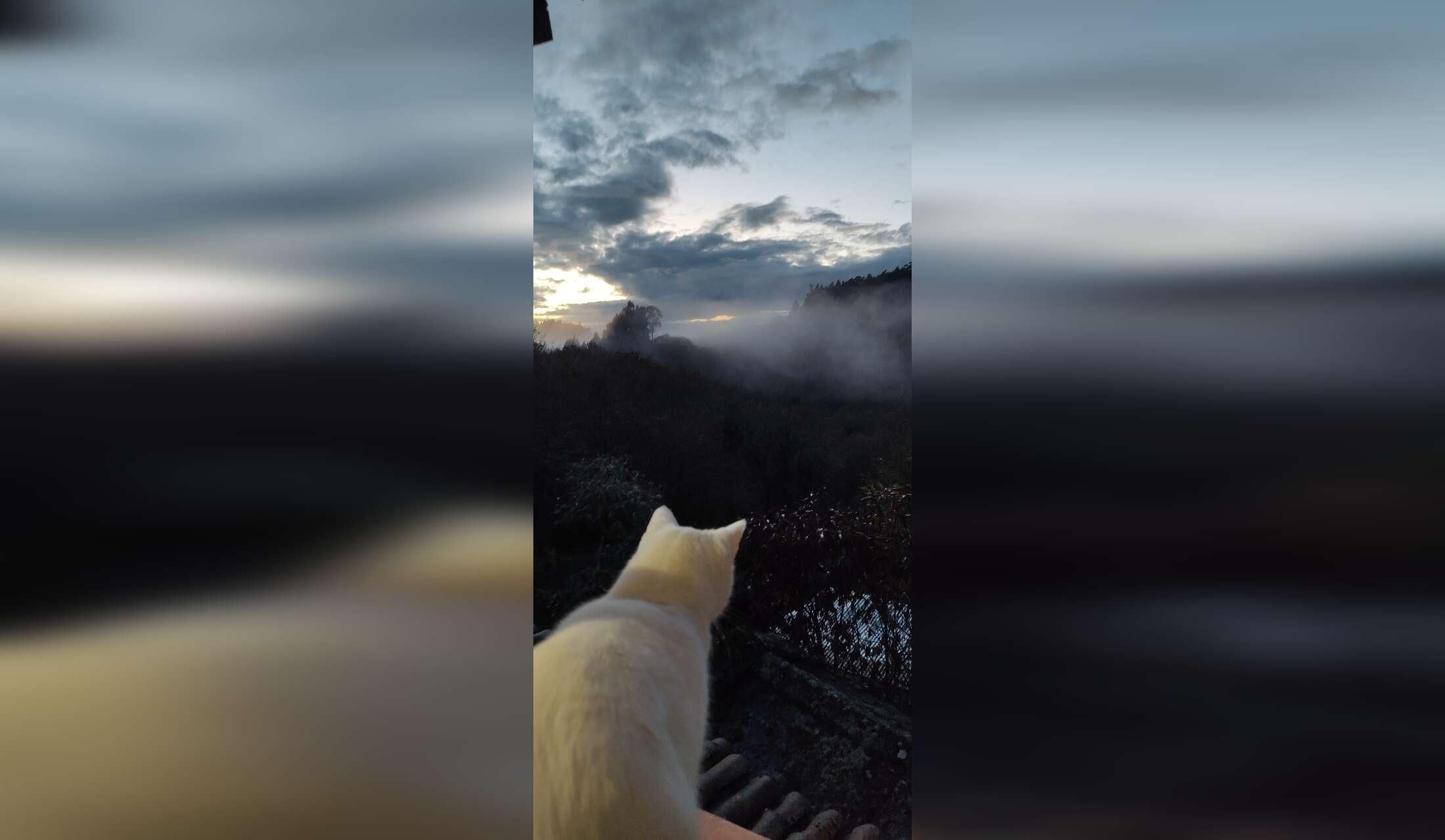 Looking 10 Nov. Till 28 febr. a sitter, riverside, 3 cats - Image 2