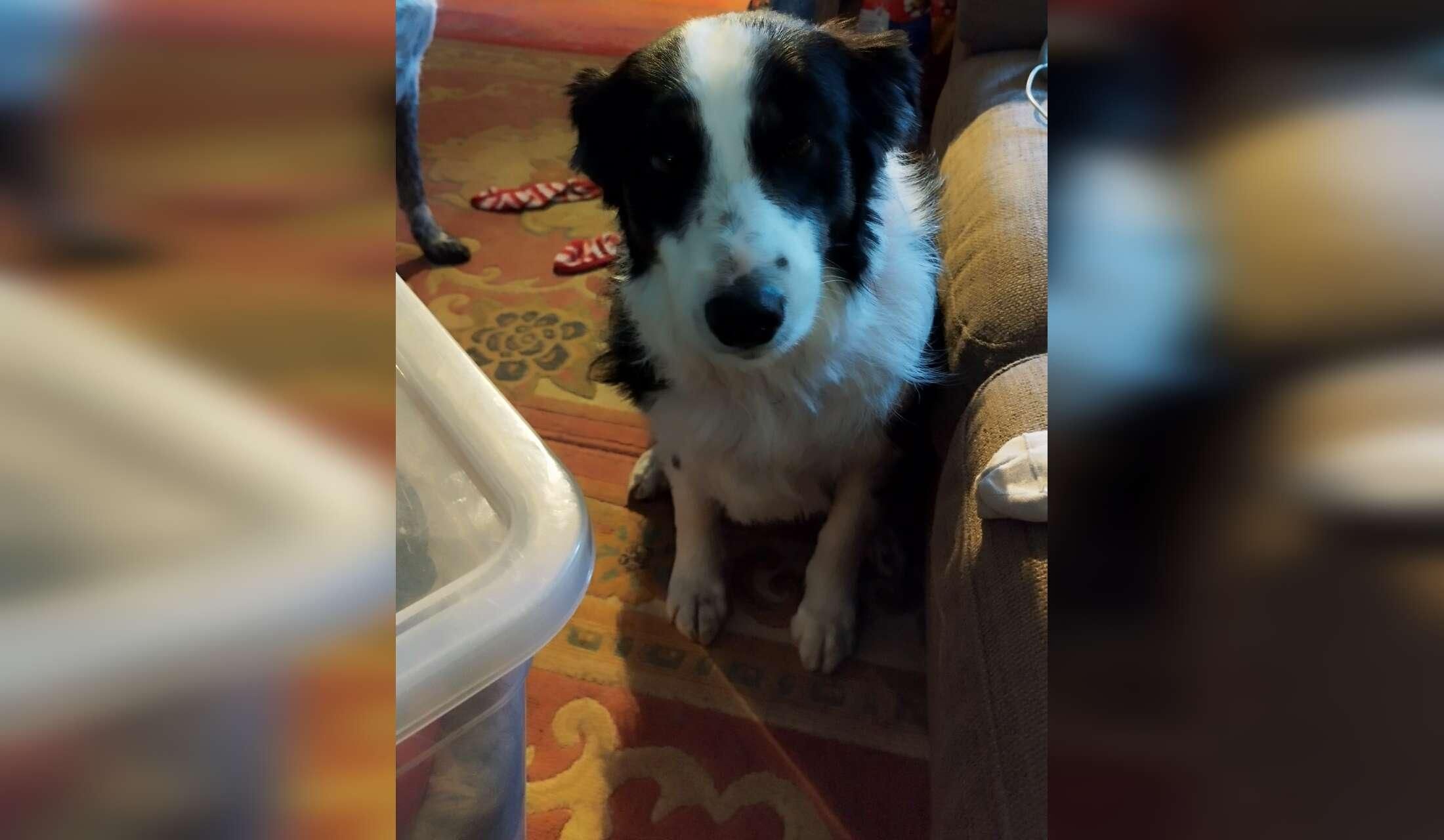 Animal Lovers Required for Housesitting in SW France in October 2026 - Image 3