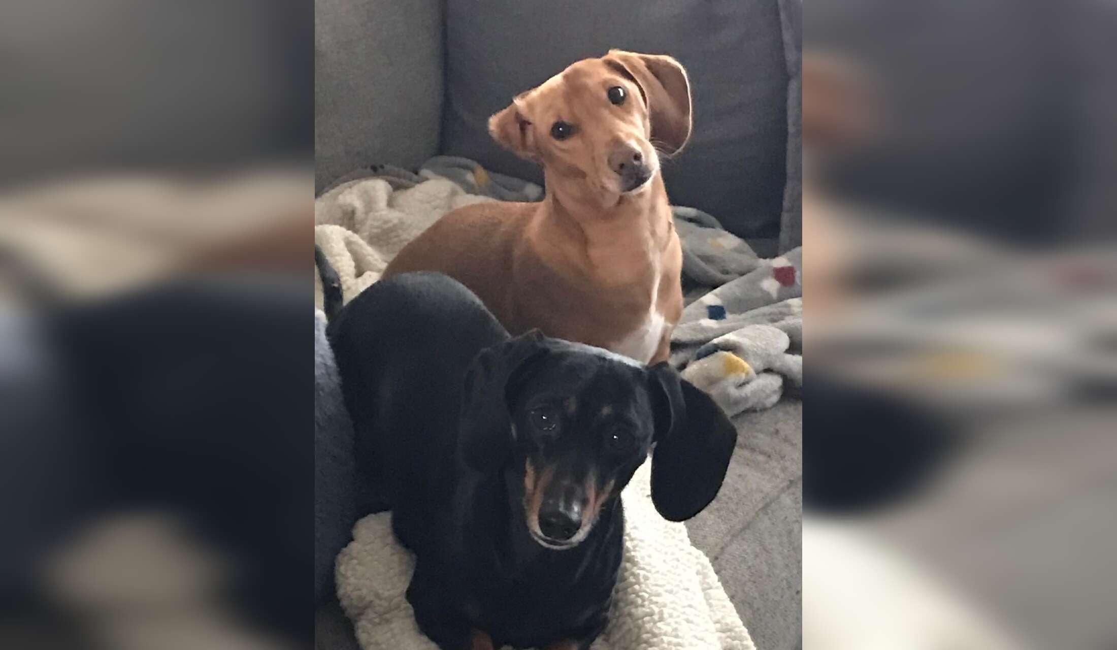 Short Local House sit -Sacramento Area -October