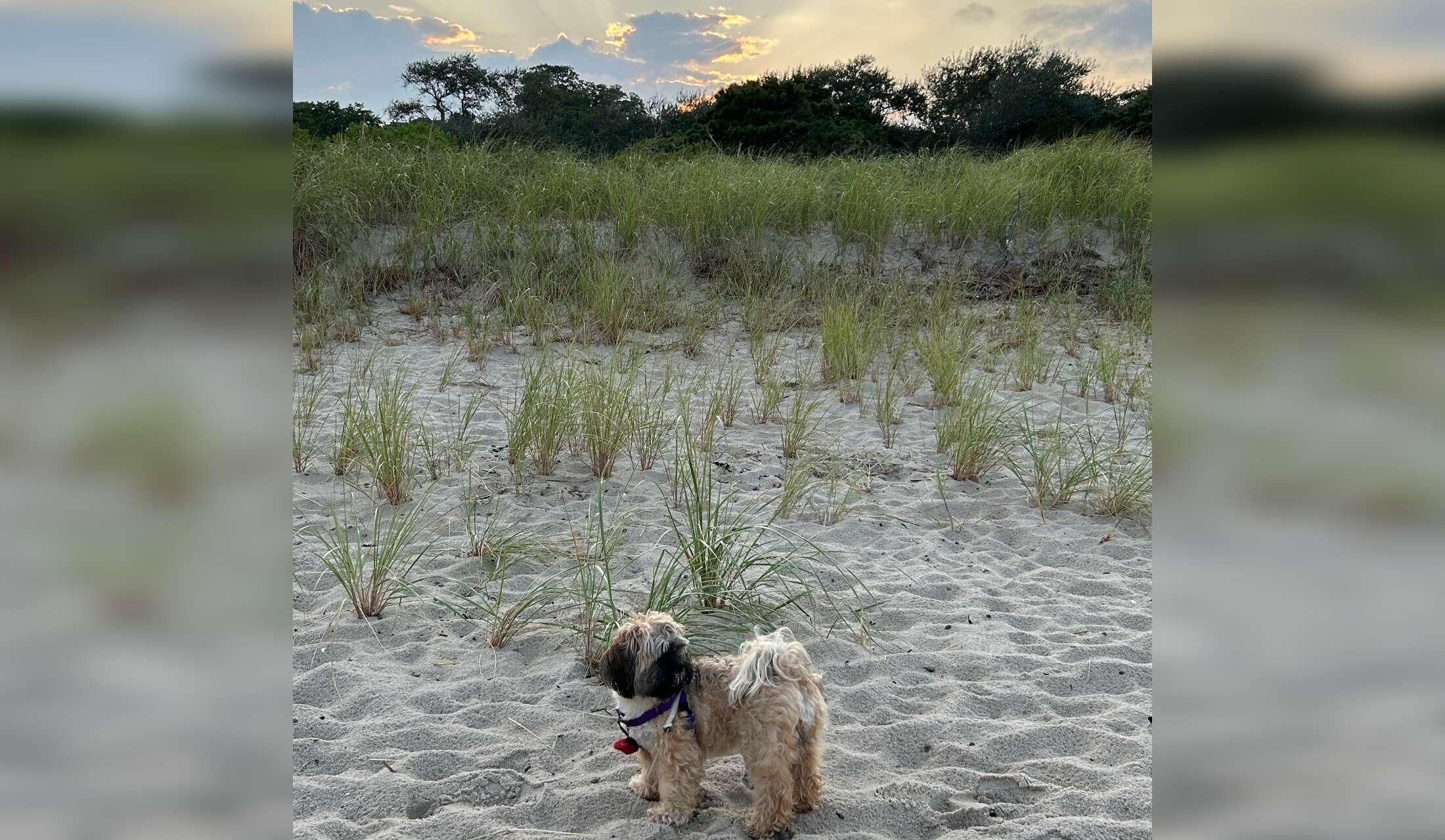 Beautiful Cape Cod and adorable Bichon/Shih Tzu mix - Image 3