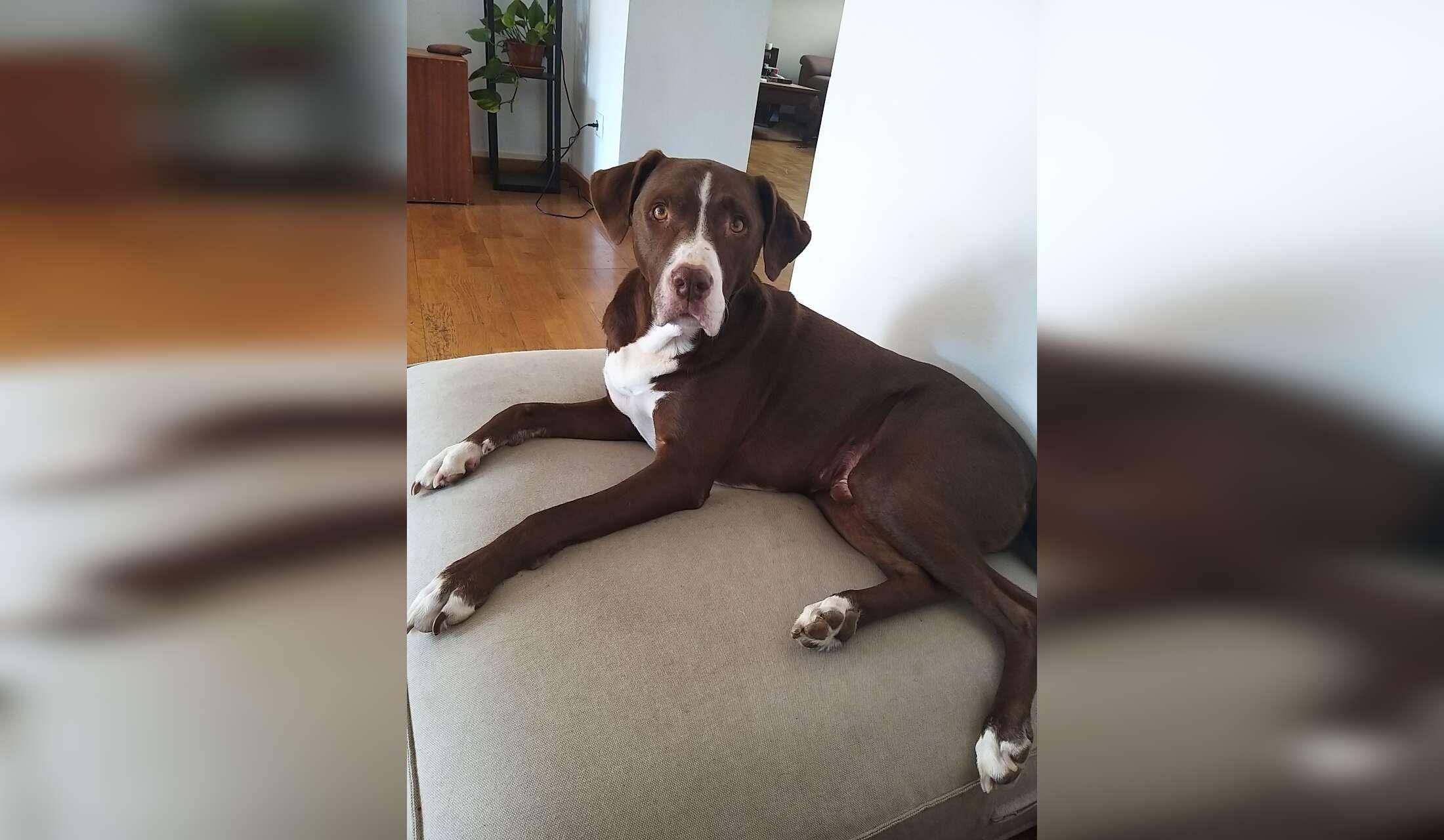 2 weeks dogsitting Barcelona, Spain