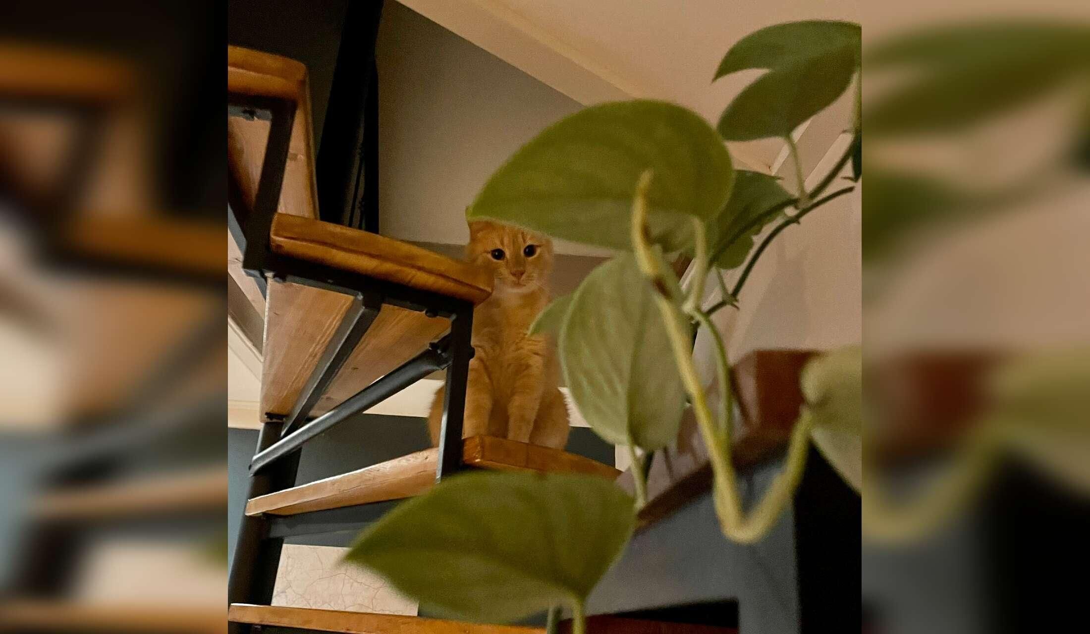 Taking care of 2 cute cats and our house for 2,5 months - Image 4