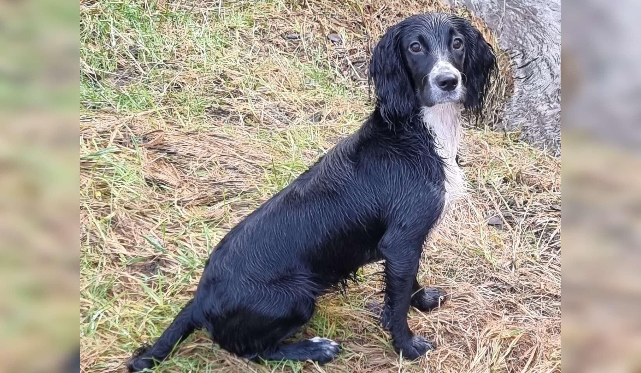 Sitters needed for a lively cocker spaniel in Northumberland